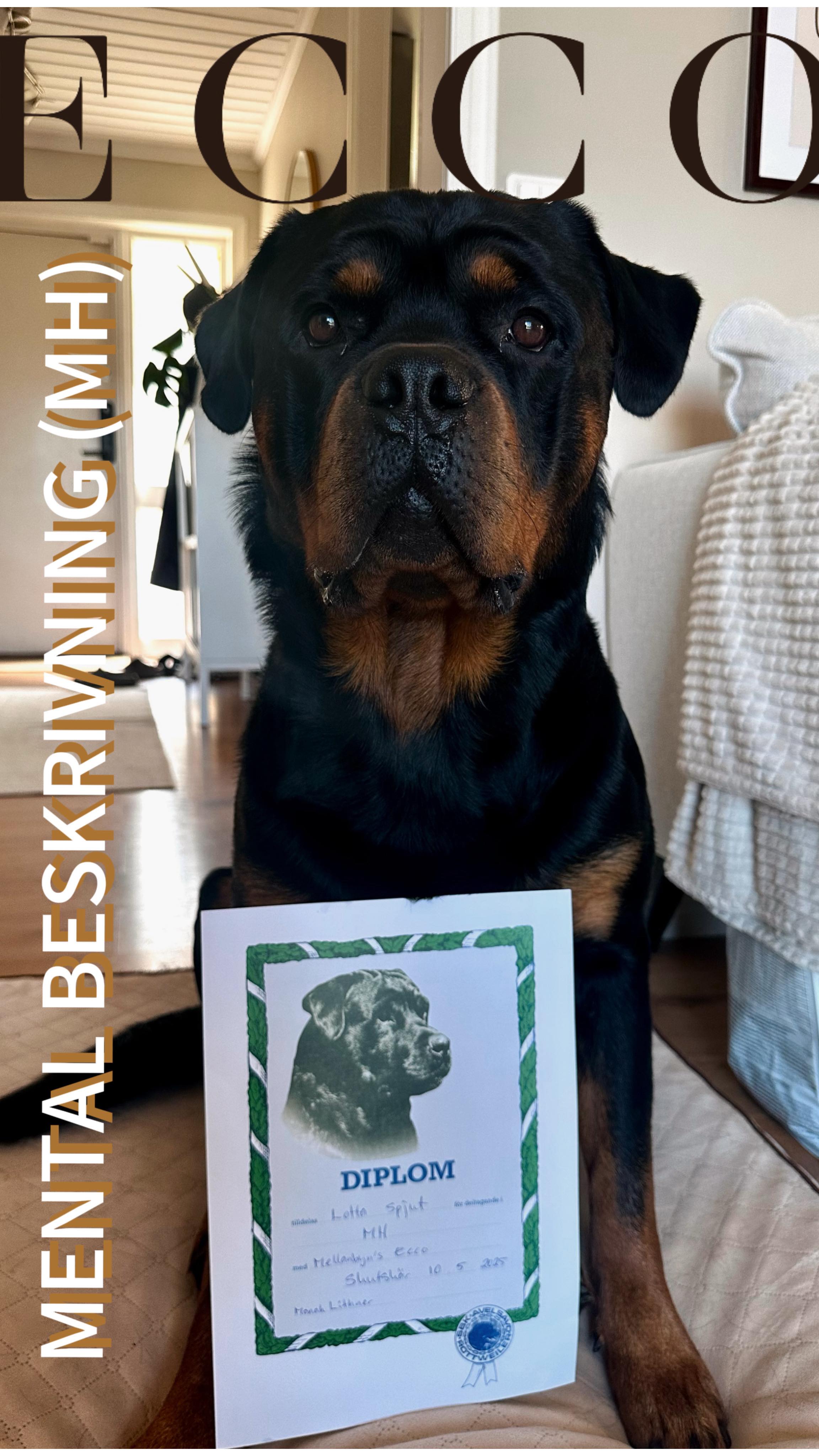 Finally! 🎉
Ecco’s MH diploma from the @svenskarottweilerklubben has arrived in the mailbox – and what a thoughtful service from them, thank you so much! 🙏🐾
The MH is neither a competition nor a “right or wrong” checklist. It is, however, one of several tools for understanding your dog better – and I can’t help but feel very proud of Ecco and, in my opinion, his fantastic results. ❤️
He was completely unfazed by gunshots, showed no lingering fears, made contact on his own, and was both attentive and confident throughout the entire test. It’s extra special to see how his qualities and mentality come through in different situations.
For me, the diploma is also a reminder of how far we’ve come in our relationship and training – even though the MH primarily describes a dog’s mental status. We’ve also gained valuable insights and confirmation of what we should continue to train and develop. 💪
#rottweilerworld #rottweilerlife #rottweiler #dogtraining #workingdog #rottweilers #doglife #rottiemom