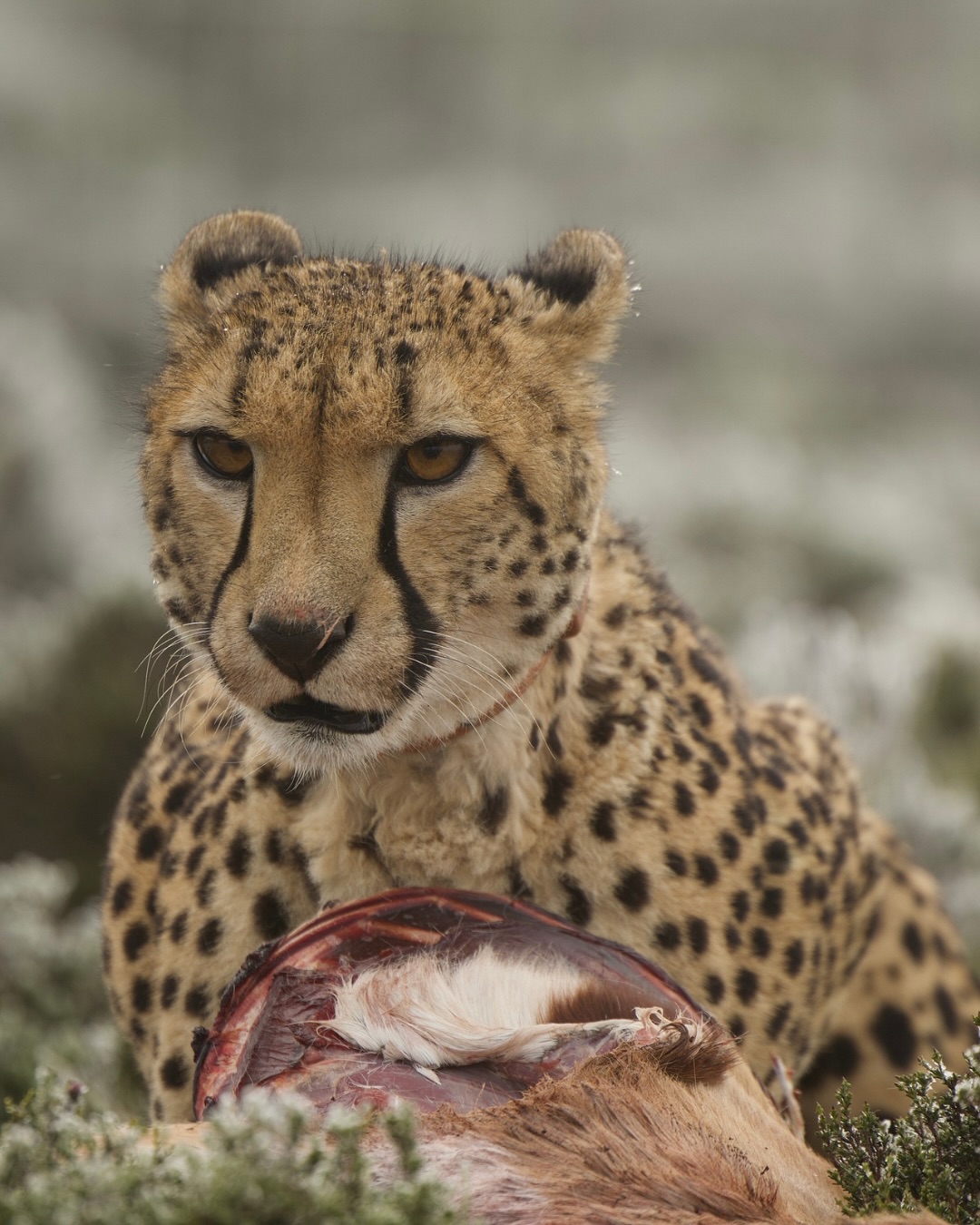 Meet Rosalyn, the newest addition to Rogge Cloof’s cheetah family.
She’s settled in beautifully, and it looks like Spiffi and Stupi have given her the nod of approval, everyone’s calm and getting along.
Rogge Cloof is proud to be part of the Cheetah Metapopulation Project, a conservation initiative working to protect and grow cheetah numbers across Southern Africa.
Next time you visit, come do a Cheetah tracking excursion with us and you might just spot her exploring her new home.
Isn’t it incredible to witness conservation in action?
Who would you bring along for a cheetah-tracking adventure?
Photos by Daniel G
#luxuryecotravel #darkskyreserve #travelsouthafrica #karoo #karoolife #karooaccommodation #hikingadventures #hikingsouthafrica #cheetahconservation #cheetah #sustainabletravel #stargazing #astrophotography #sutherland #astronomylover #wideopenspaces #natureescape #nightphotography #nightsky #astronomy #thisissouthafrica