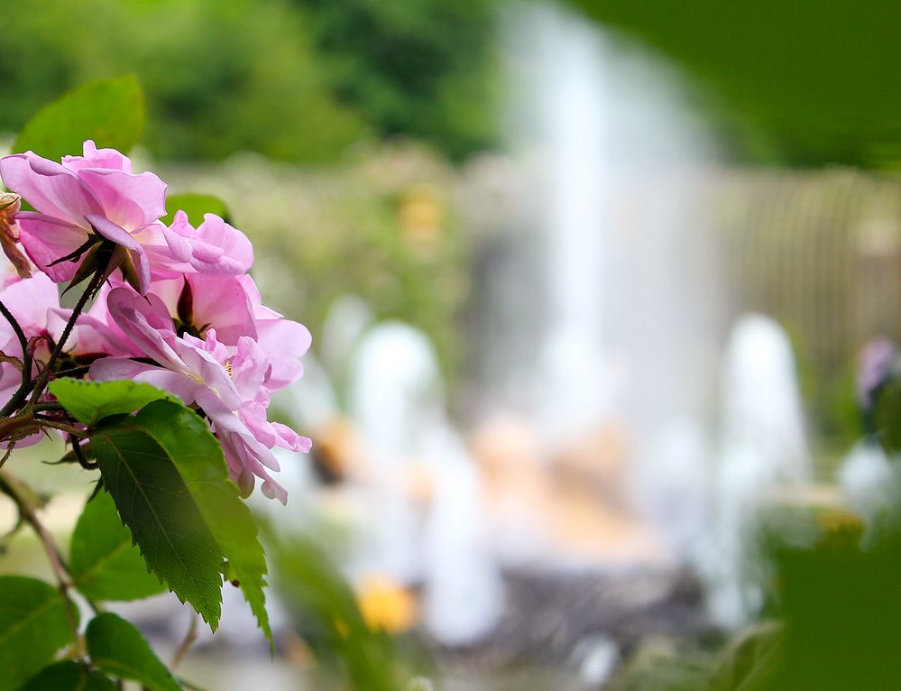 The beautiful fountains of Versailles ⛲️ Which is your favourite? #versaillespalace 
#versaillesgardens #versailles #versailleschateau #versaillesfountains #versaillesfountain #fountains #palaceofversailles #palaceofversaillesgardens #palaceofversailles🇫🇷