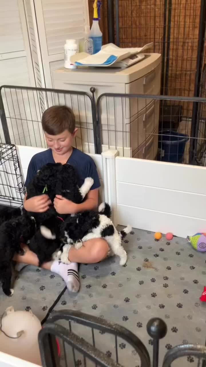 Afternoon socialization, curriculum and enrichment for these Bernedoodle puppies! #Bernedoodle #BernedoodlePuppy #BernedoodleBreeder #BernedoodlesOfInstagram #MiniBernedoodle #BernedoodleLovers #BernedoodlePuppiesForSale #TexasBernedoodles #DFWPuppies #BernedoodleUSA #PuppiesNearMe#PuppyGram #InstaPuppy #DoodlePuppy #DoodleOfTheDay #Dogstagram #PuppyOfInstagram