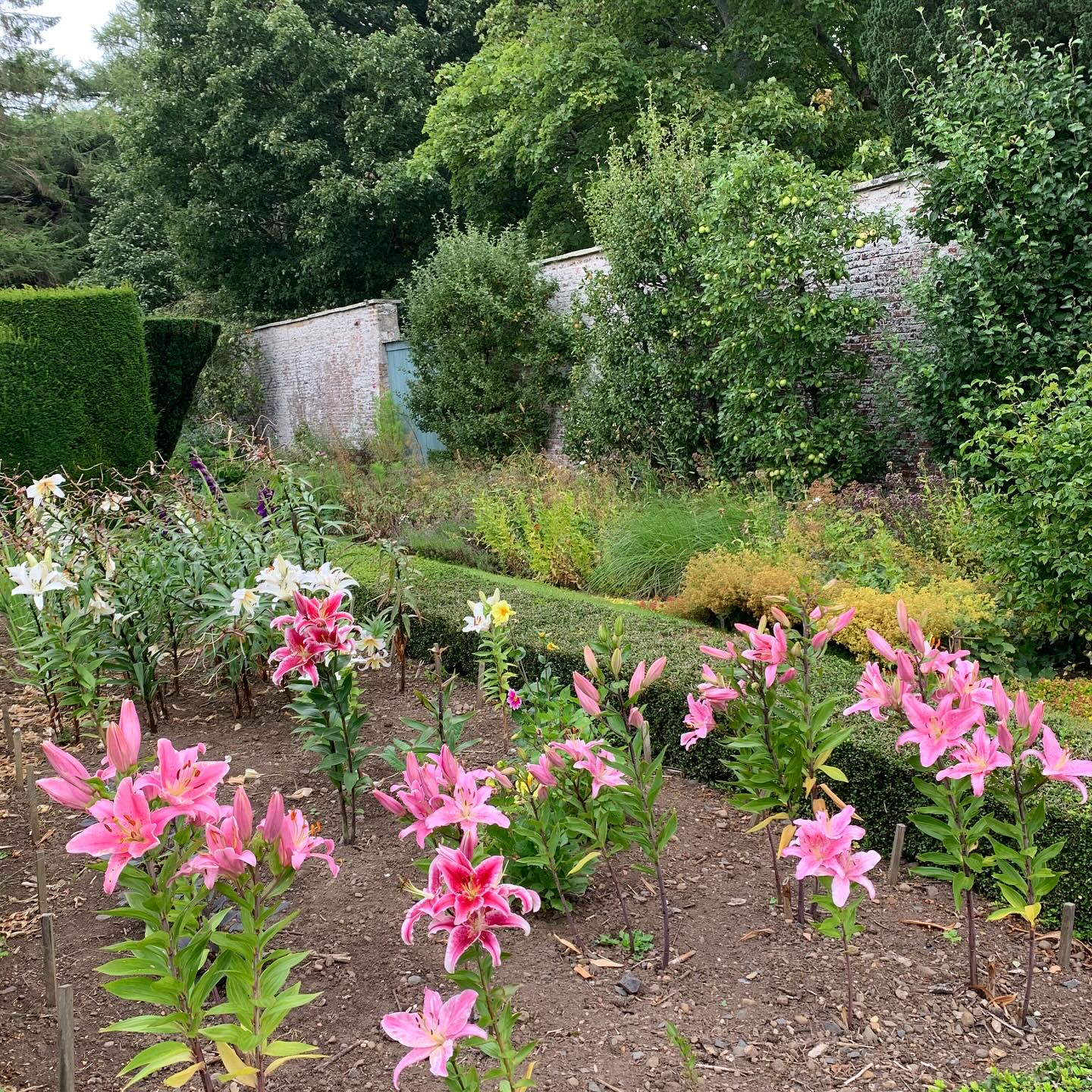Consider the lilies…
This has been a good year for the lilies. Mount Cook and Stargazer in the foreground with some white Mount Everest behind fill this corner of the Old Orchard with their strong, sweet scent, the essence of Summer!
If you’re interested in finding out more about our garden in South-east Scotland, you might like to read our regular blog. You can find the link in our profile bio or visit www.thescottishcountrygarden.com. Check out our latest post ‘Agapanthus and apples’.
#gardenblog #garden #thescottishcountrygarden #scottishcountrygarden #gardenbloguk #scottishgardenblog #headgardenersblog #countrygardenblog
#gardenblogger #summergarden#scottishgarden #scottishgardener #gardenjournal #scottishgardenjournal #gardendiary #gardenersdiary #oldgarden #walledgarden #oldfashionedgarden #walledgardenblog #gardeninscotland #thegardeninaugust #augustgarden
#gardenwriter #ukgarden #gardensofScotland #gardensofgreatbritain