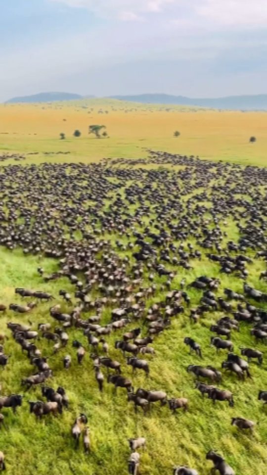 Discover the best we offer for you as Maasinda Safari Tours.
#animallover #traveller #tanapa #SerengetiNationalPark #tanzaniasafari