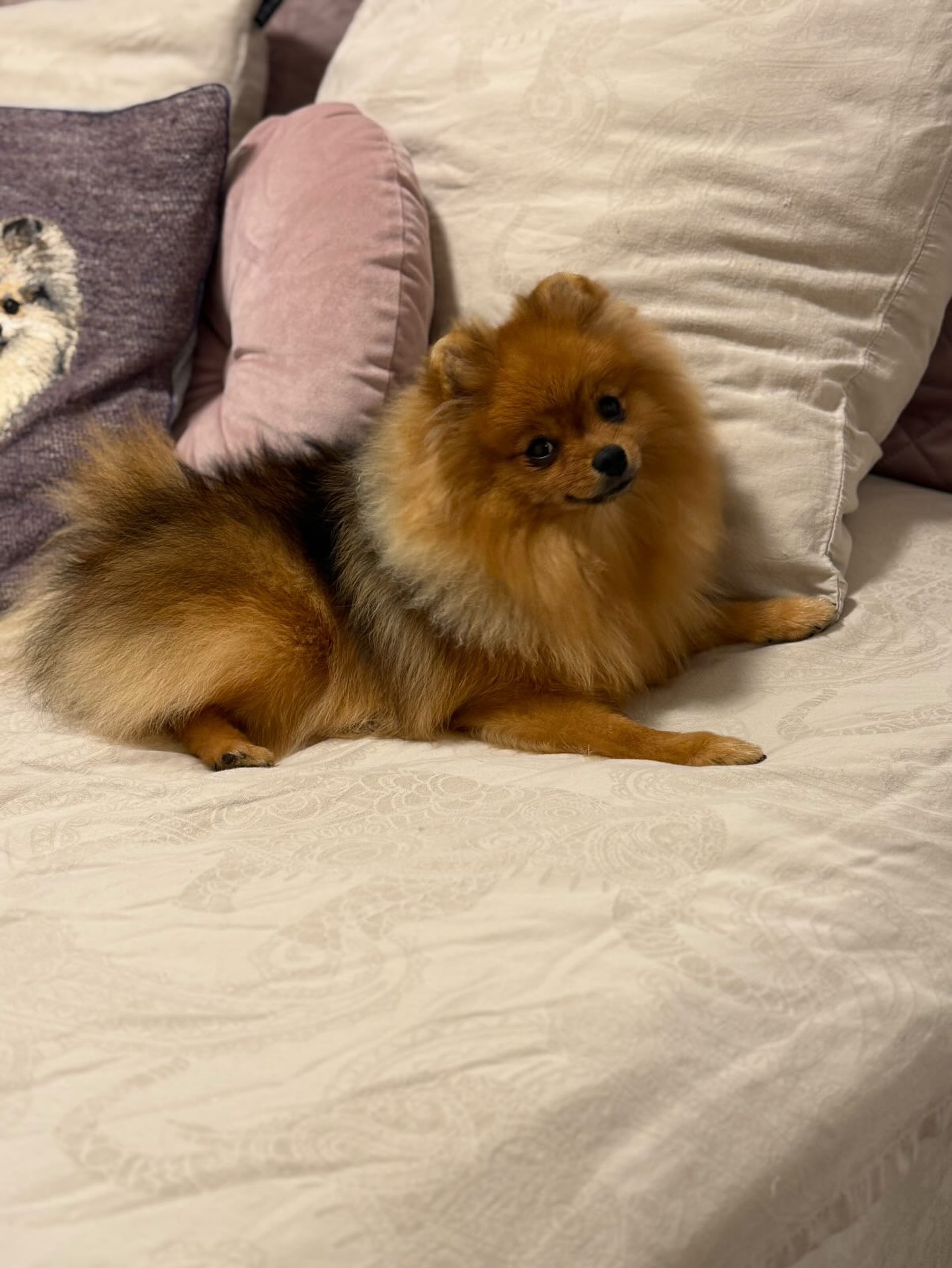 Wat wordt Stormi mooi ♥️. Dochter van Nairobi en Denver #pomeranian #pomeraniangirl #pomeranianpuppy #cutedog