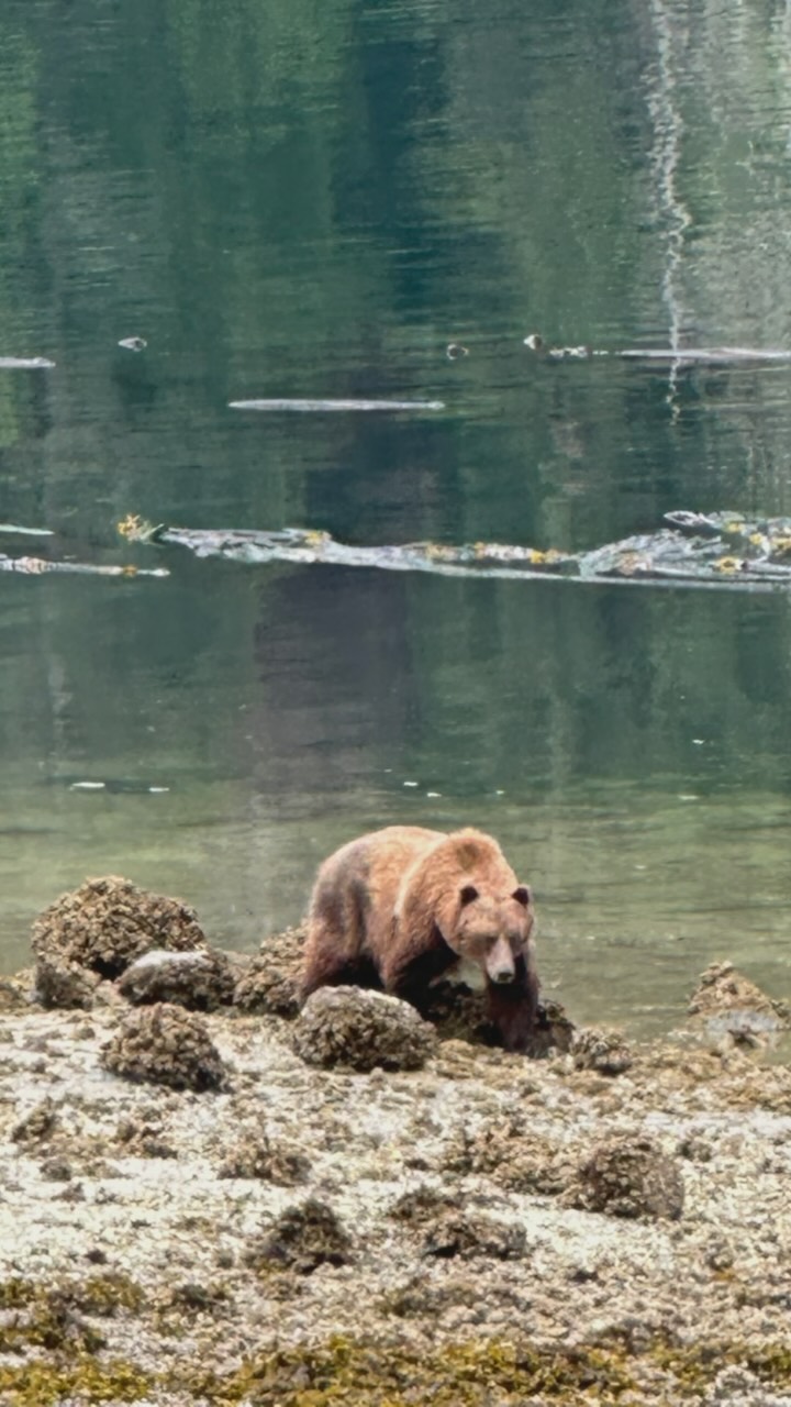 Crabs for breakfast? Sure 🐻! #Grizzly #grizzlybear #chathamchannel #breakfast #wildlife #cabinsforrent