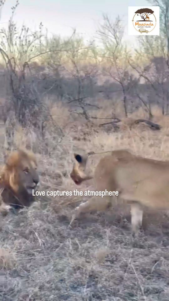 Life of the savannah ✨️
#TanzaniaSafari #colorado #tanapa #natronadventures #SerengetiNationalPark #maasindasafaritours #WildlifePhotography