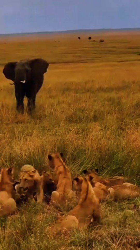 The interaction of nature🫡
www.maasindasafaritours.com
#natronadventures #SerengetiNationalPark #AfricanWildlife #safariadventure #natronselectsafaris #tanapa
