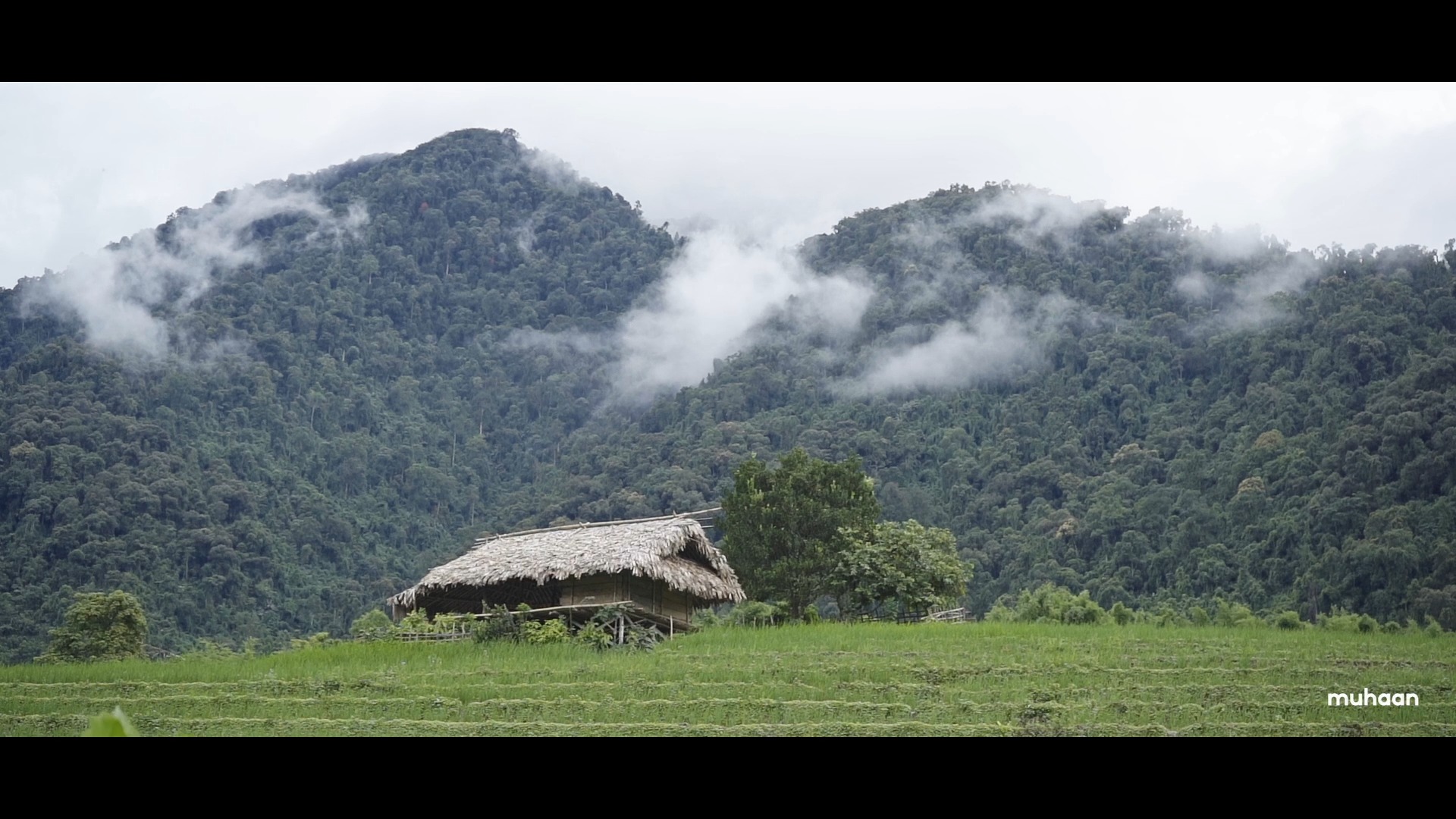 Pangin in rhythm, life unfolding like poetry — soft, subtle, and alive. People at work in the fields, the wind flowing through the paddy, cicadas singing, and hills breathing with every rise and fall.
#PanginVillage #LifeInPoetry #EasternHimalayas #RuralRhythms #CommunityLife #NatureAndCulture #VillageVibes #SlowLiving #HimalayanLife #CulturalLandscape #AgroLife #EcoTourism #NaturePoetry #VillageStories #CicadasSong