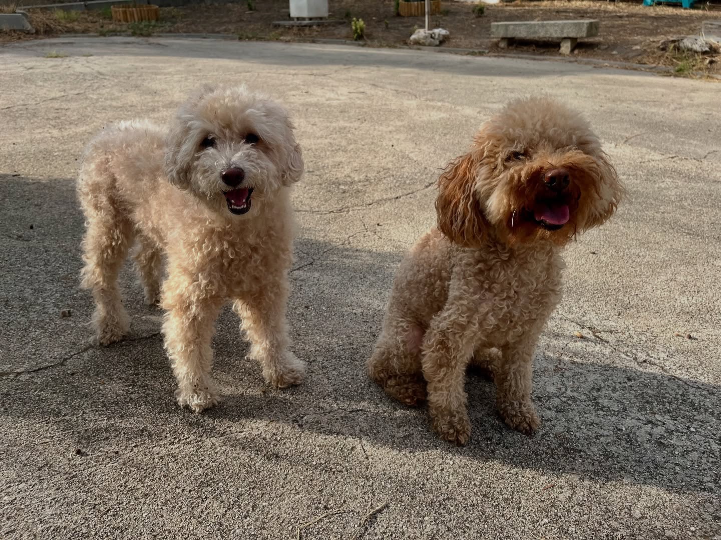 #cuidadoresdeperros #madrid #mascotas #españa #igersmadrid #perros #dogs #dogsofinstagram #perrospequeños #dogslife #dogfriend #fotosdeperros #comoencasa #vacaciones #doglover #pomeranian #chihuahua #caniche #bichón #bichonmaltes #shitzu #shitzulovers #pomerania #pomeraniaespaña #verano #verano2025 #summer
