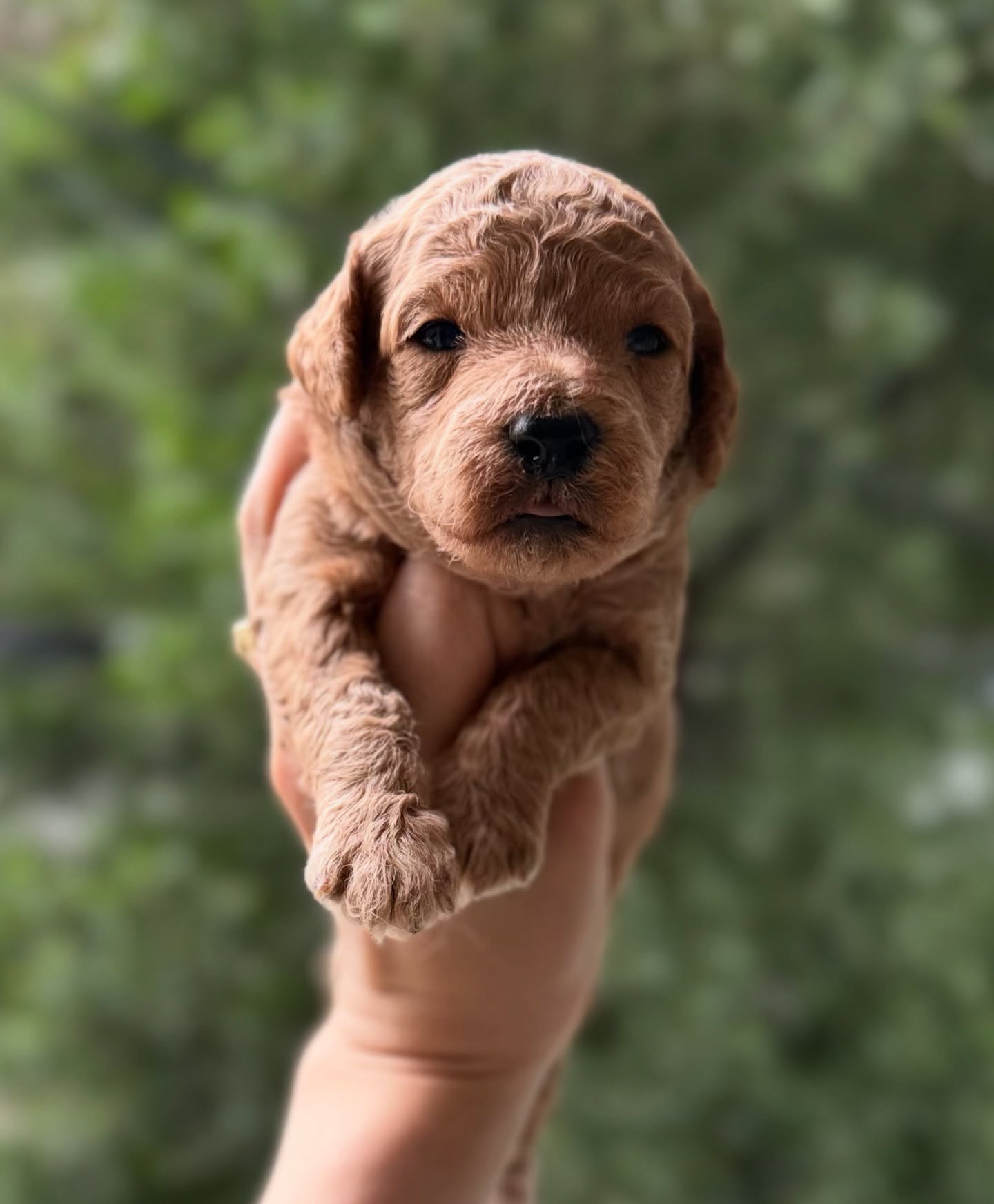 Bebés preciosos, llenos de amor y mimos 🧡 #minigoldendoodle #luxurydoodles #pets_perfection