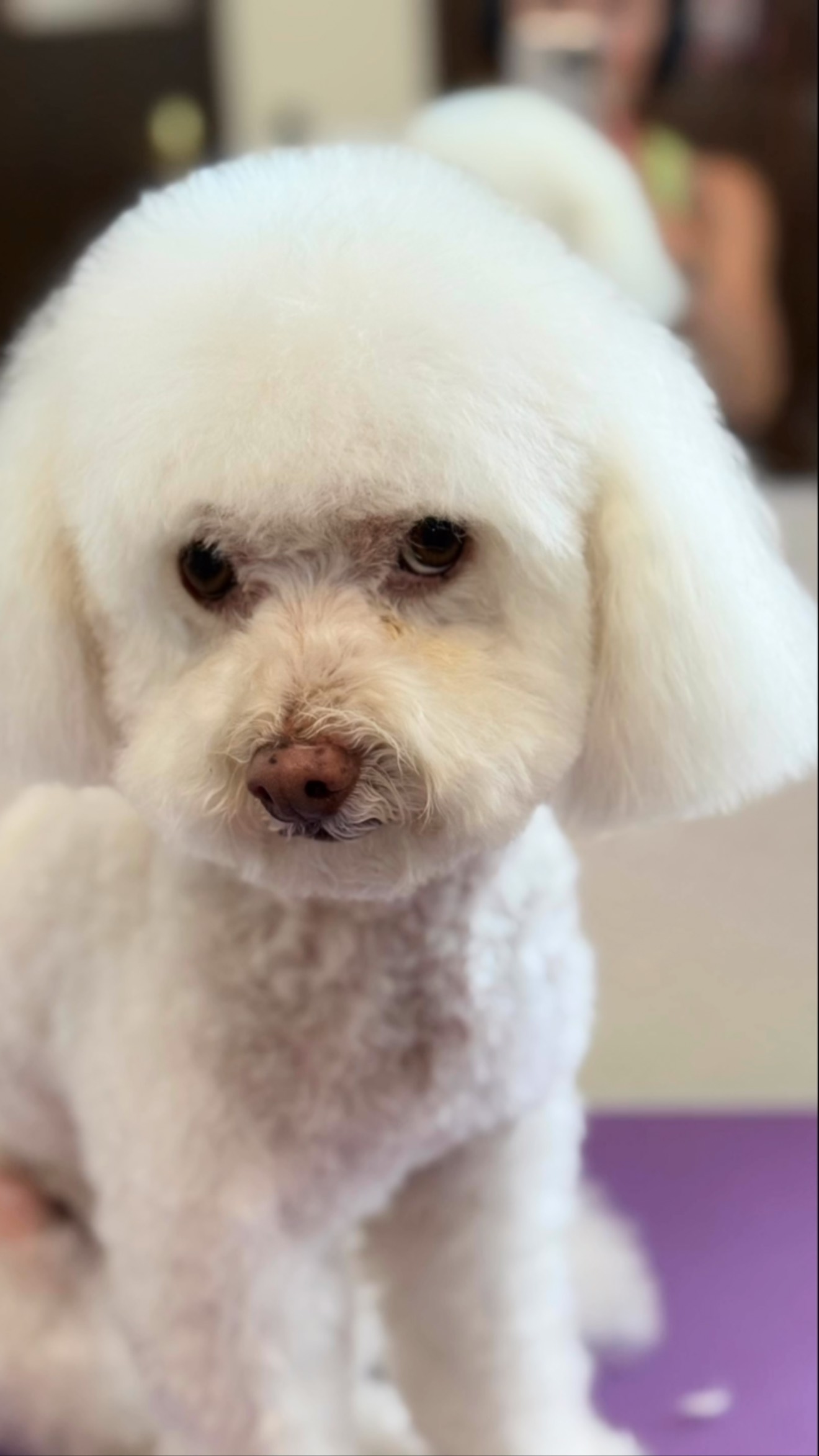 #grooming #hundesalon #luzern #pudel #schweiz