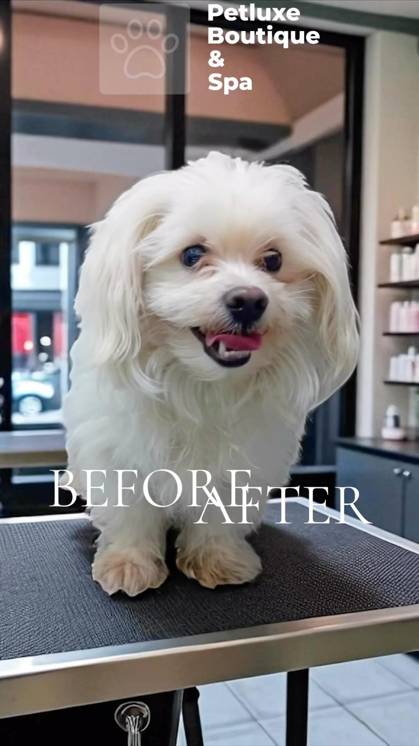 Fresh cut, fresh vibes ✂️🐶
See the magic happen at Pet Luxe!
قصة جديدة، طلة جديدة ✨🐾
بس في Pet Luxe!
📍Abu Dhabi
📲 Book now on WhatsApp: 02-566-2185
#PetLuxe #BeforeAndAfter #DogGrooming #PetSpa #AbuDhabiPets #PetCare #FluffyMakeover #PetLoversUAE #GroomedWithLove #HappyPets #AbuDhabiGrooming