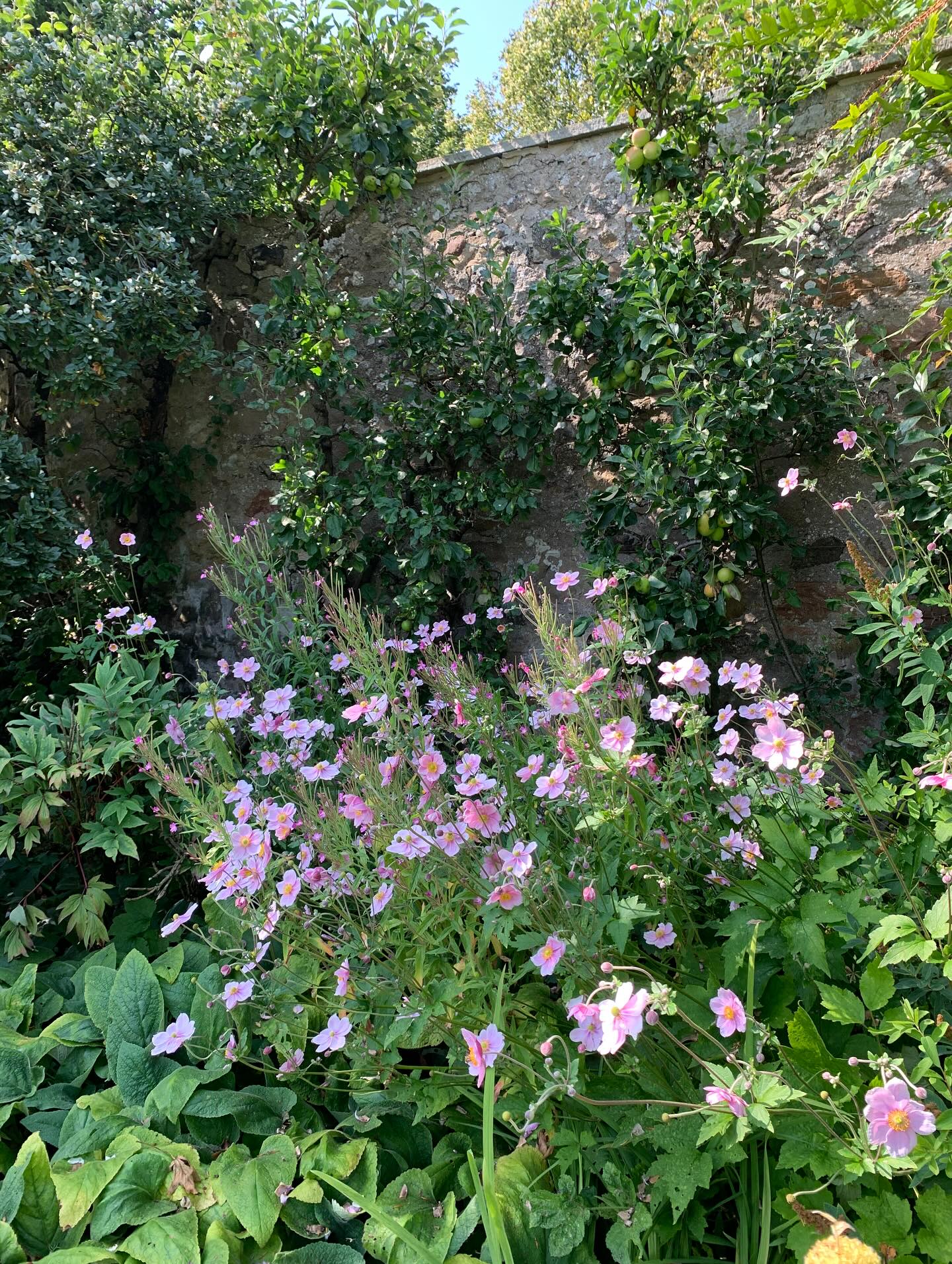 Pink corner.
If you’re interested in finding out more about our garden in South-east Scotland, you might like to read our regular blog. You can find the link in our profile bio or visit www.thescottishcountrygarden.com. Check out our latest post ‘Agapanthus and apples’.
#gardenblog #garden #thescottishcountrygarden #scottishcountrygarden #gardenbloguk #scottishgardenblog #headgardenersblog #countrygardenblog
#gardenblogger #summergarden#scottishgarden #scottishgardener #gardenjournal #scottishgardenjournal #gardendiary #gardenersdiary #oldgarden #walledgarden #oldfashionedgarden #walledgardenblog #gardeninscotland #thegardeninaugust #augustgarden
#gardenwriter #ukgarden #gardensofScotland #gardensofgreatbritain