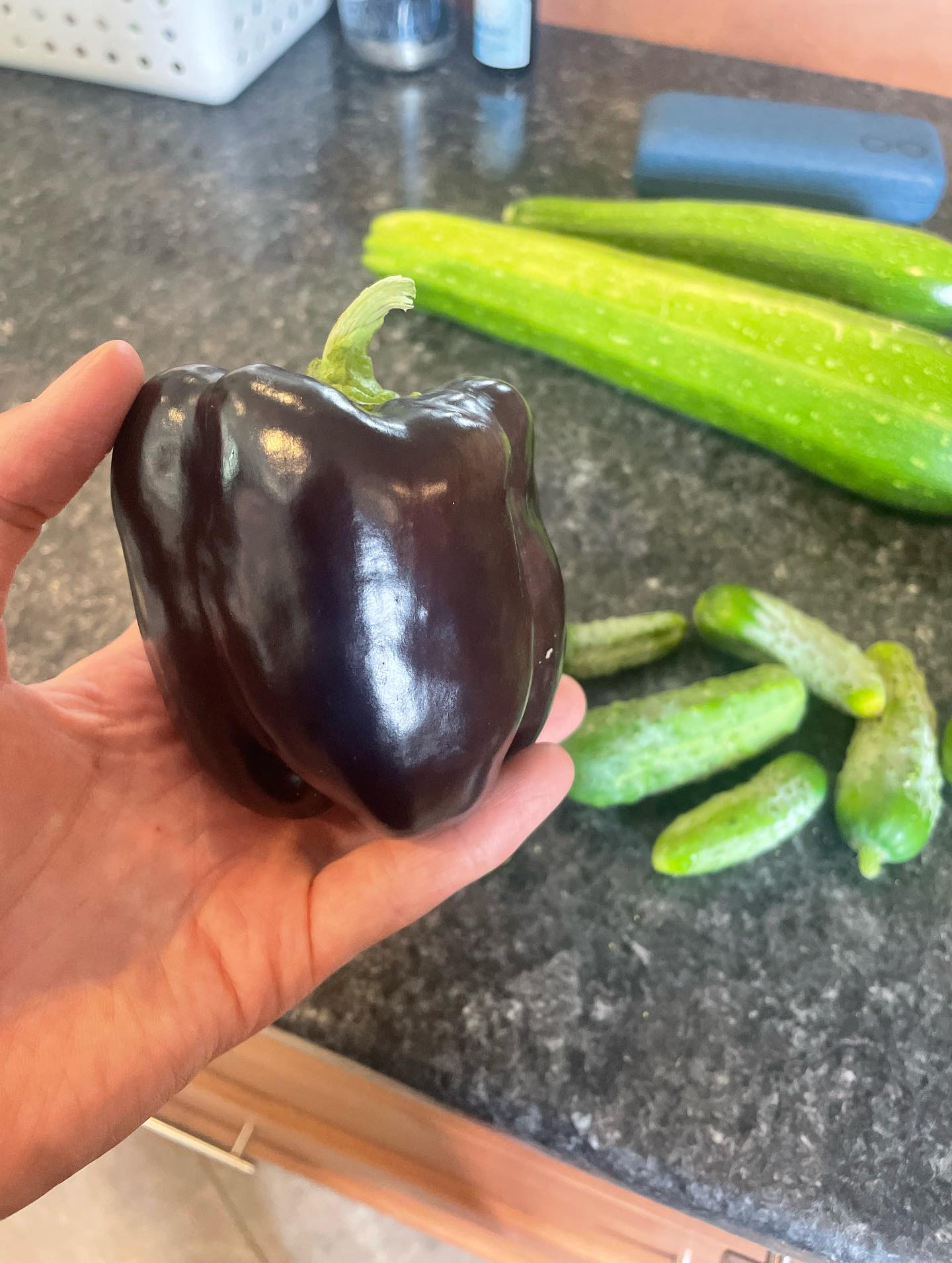 Enjoy this photo of my first purple pepper while I tell you about my weekend. (This babies seedling was complements of the neighbours at Koert’s Korner farm stand)
This is the only photo I took all weekend after spending it visiting my bestie on a very rare summer weekend that her and I both had off.
A few things I loved about this weekend. I didn’t touch my socials at all. I can thank this to a habit I implemented last year by putting all socials on a separate phone and it has been a complete game changer. More presence and less scrolling for the win.
I got to spend uninterrupted time with my fav people in lawn chairs in the sun, sipping on beverages, spotting wildlife with nothing else to do but converse. Doing this with the right people is one of the best things in the world.
This weekend was the first time in a long time that I consumed alcohol. (side note- my phone just auto corrected ‘alcohol’ to ‘alchemy’ like 4 times before I got it right. How telling for where I am at in my life right now 😂)
This part I didn’t love as much.
I’ve been on a long and slow journey of drinking less and less these last few years. As someone who loves a social drink and spent many many of her previous years drinking, dancing and socializing this has been quite the shift. It really started after I starting devoting myself to working with energy, reiki and all the extensions of healing work since then. Once I started down that path, drinking was effecting me so much more. Some may say this could also be attributed to age but ask anyone who works with energy and they will tell you the same thing- any substance that alters your state in any way is felt 10 fold compared to before working with energy. It just is what it is.
I don’t know if I will every fully give up alcohol but every time I do drink I get closer and closer to devoting fully to a sober life. My body just doesn’t want it anymore. The more I do this work the more I am called to let go of anything that isn’t of the same vibration.
Cont in comments