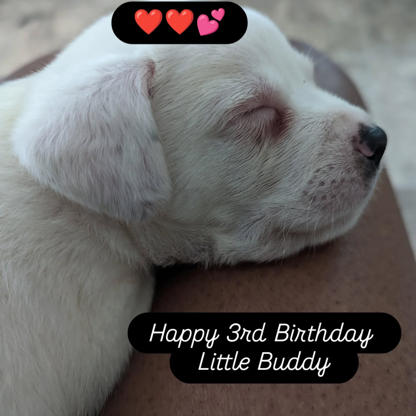 They grow up so fast 🐶 Puppy luv