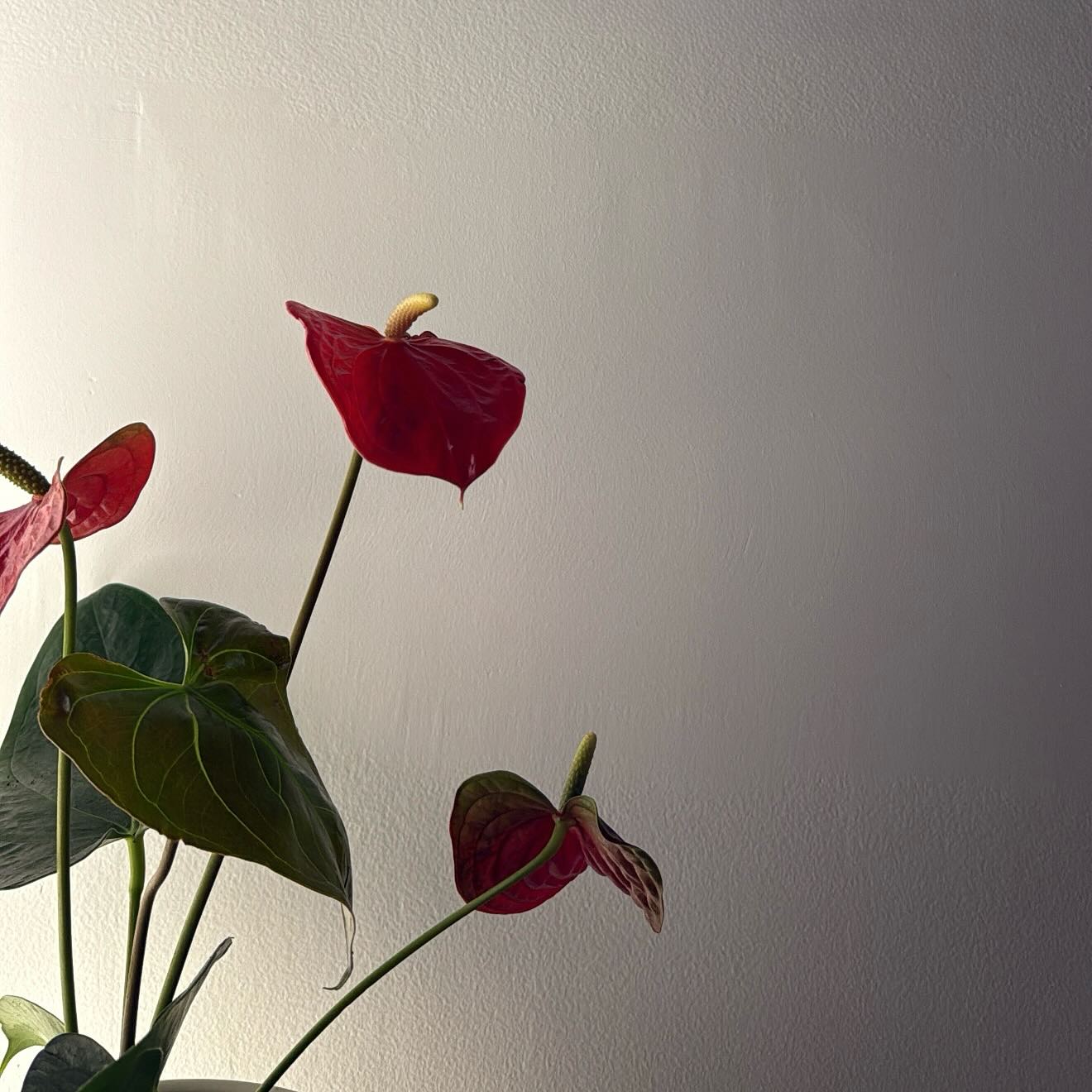 MODIFIED Timetable this week!
You may have noticed there are extra MAT Classes this week instead of REFORMER on MON-THURS NIGHT.
I have had the absoloute honour of directing, creating and choreographing Colac Secondary College School musical of FROZEN! I am so excited and grateful for the week ahead with 7 shows!
Instead of having no classes, I have replaced them with MAT Classes, so you are still able to attend your perfect class time!
If you feel worried about trying MAT for the first time, you don’t need to stress!
MAT Pilates follows similiar exercises, movements and principles to reformer! Classes always offer modifications for each exercise, to ensure everyone can experience movement best suited to them 🤍
Don’t forget to book your perfect class times for the week ahead :)
Courtney xx