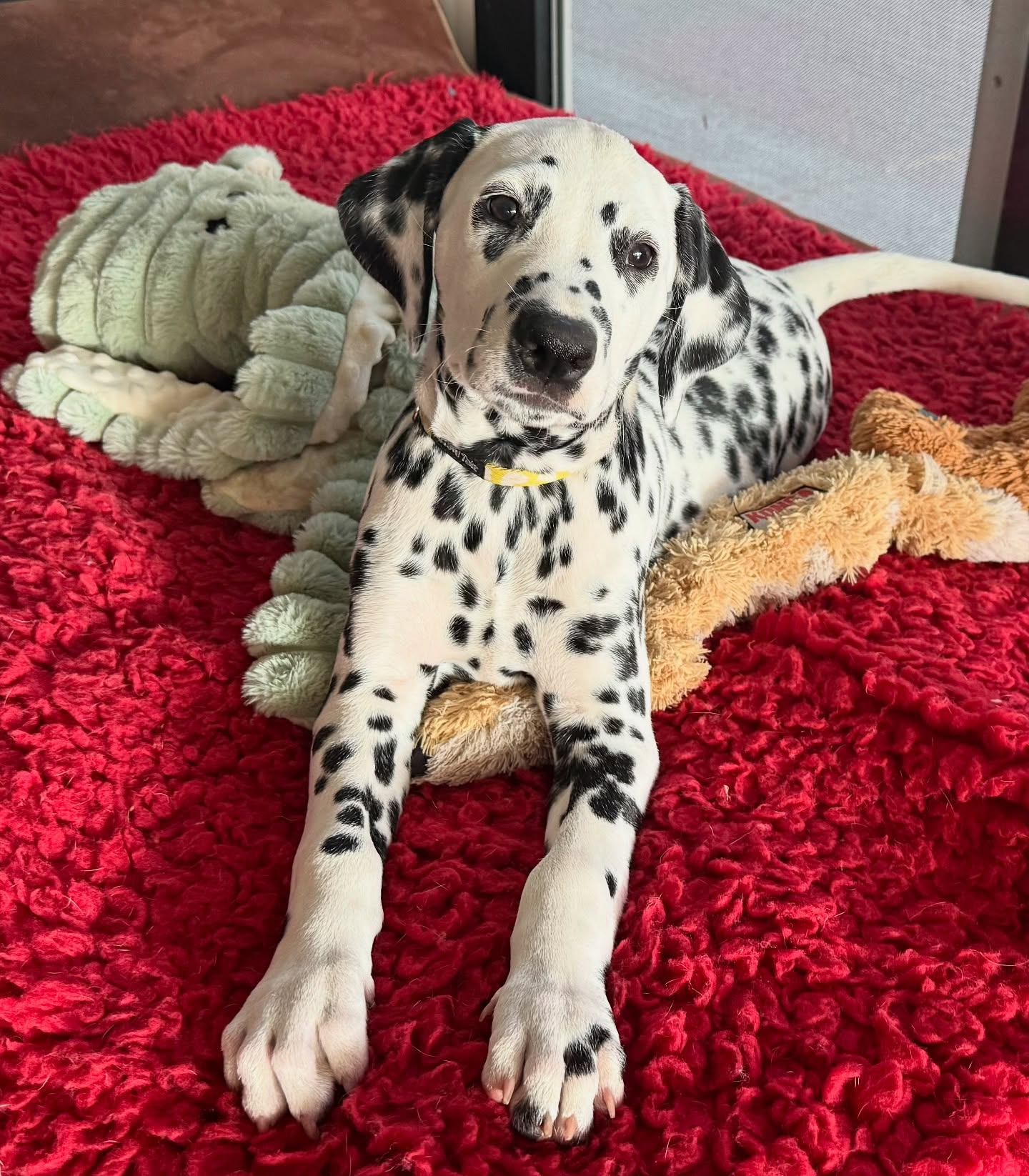 En dan zijn het er nog maar 2…
Cheerful Thor My Spotted Heart Dream aka Harvey😍 is vandaag ook verhuisd
#meteenlacheneentraan #kleinepupswordengroot