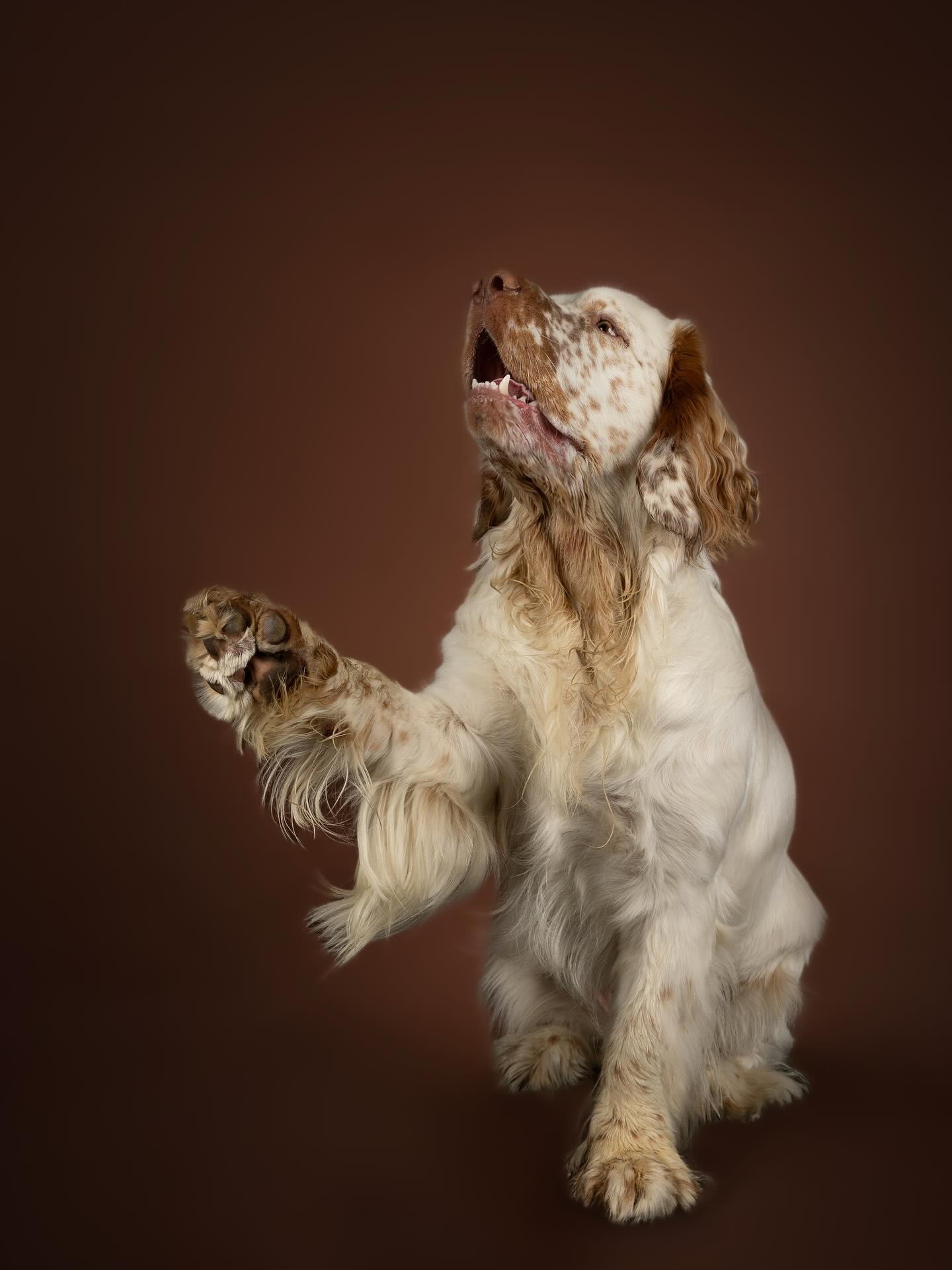 @barrytheclumber had de winactie gewonnen en het was tijd om te shooten!
Tijdens de shoot maakte ik kennis met de trukendoos van Barry:
🤤 overal kwijl na nog geen 10 seconden binnen te zijn
🫶🏻 Wil alleen blijven zitten voor de foto wanneer je hem blijft kriebelen
👋 En zoals je op de foto wel ziet: zwaaien
❤️ Maar vooral heel veel liefde!
#clumberspaniel #fotoshoot #studio #hondenfotografie #fotograaf #hond