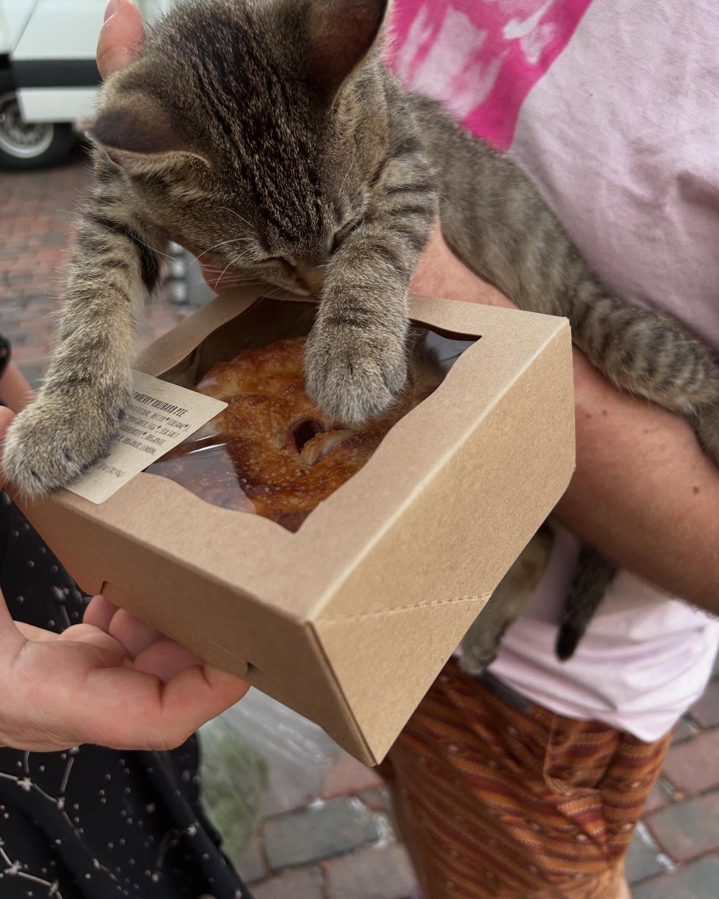 Thank you for continuing to come out to markets! We small businesses owners so appreciate your dedication, support, words of encouragement, and the simple joy of getting to see you. I had the sweetest little customer come to @commongreens_bexley a couple weeks ago 🐱💕
I just dropped off slices of my delicious cookies & milk pie @bexley_natural_market, and I made extra gluten free hand pies this time, as those have been selling fast 💨
Tomorrow morning I’ll return to @commongreens_clintonville! I’m looking forward to seeing you there. I’ll have plenty of peach pies & cobblers (made a trip out to @branstoolorchards last Sunday- always worth it 🍑) plus old favorites and new experiments.