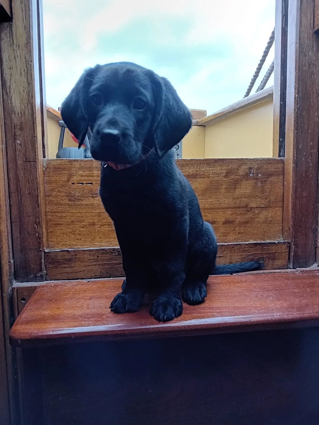 Our new boatyard dog, Olive, enjoying her first weekend away on the boat at the Blackwater Smack and Barge Match.