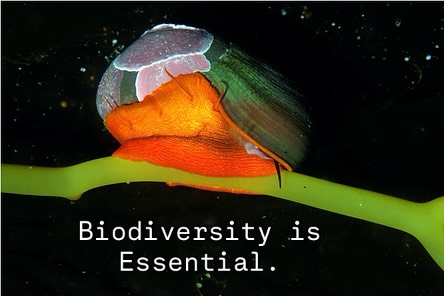 Christine here, back on beautiful Catalina Island!
The ocean breeze is delightful, and the kelp forests are teeming with life—the best place to be as we count down just one more week until our Fall 2025 CELP Staff arrive!
Today, we celebrate our final CELP principle: Biodiversity is ESSENTIAL.
Biodiversity ensures living security—species depend on one another in countless ways, and many provide overlapping services that help ecosystems thrive.
The kelp forests surrounding Catalina Island are rich with life. From sea urchins to giant kelp, each organism plays an integral role in maintaining the health and balance of these vibrant marine communities.
We are thrilled for CELP students to plunge into the biodiversity on Catalina Island this Fall.
🌿🐟 Want to learn more about the diversity of the flora and fauna of Catalina?
Visit Catalina Conservancy’s conservation page to explore how the inhabitants make this island so special.
https://catalinaconservancy.org/conservation/catalina-plants-animals/