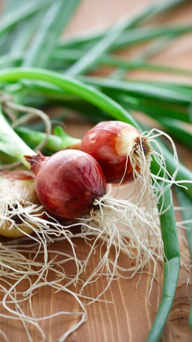 Efficace. Senza residui. Thripis.
Il nostro prodotto Thripis rafforza le difese naturali delle piante in colture a pieno campo, come ad esempio la cipolla. Aumenta in modo mirato la resistenza allo stress biotico e stimola la produzione di sostanze protettive proprie della pianta. La tua growing solution per il tuo raccolto di qualità.
#pienocampo #trips #intactsolutions #growingsolutions #zeroresidue #beefriendly