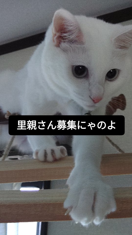 ペットの旅立ち福島店です。
「またお迎えしてあげてください」
私、ご供養中のご家族さまにも、そう申し上げます。
「今か😢」「不謹慎だな😠」
と思われるでしょう。
当然です。
可愛い、そして大事な我が子の旅立ちの日にそんな失礼なことを言う人はいません。
でも、「必要」なんです。
飼い主さまにとって?ペットちゃんにとって?
両方です。
私も飼い主の1人として言わせて頂くと、可愛い我が子の「代わり」になる子は絶対にいません。
でも、心に開いた大きな穴をゆっくりと、でも少しずつでも塞いでいくため、そのために家族(ペットちゃん)って必要だと思うのです。
そして、旅立った子は、当然のことながら自分のために悲しむ飼い主さまのお姿は見たくないです。
ペットちゃん側からすると、自分を可愛がってくれた家族の皆さまのために、新しい家族とまた楽しく過ごして頂きたいと。
そう思っているのではないかと私は思います。
色々な考え方があるなかで、自分の考えを押し付けるつもりはこれっぽっちもないんです。
ただ、たくさんの愛情をもらって幸せな生涯だった子達を見るたびに、一方で収容期限(殺処分)を震えながら、怯えながら待っている保護犬ちゃん保護猫ちゃん。
そして、次々にお外で産まれる子猫ちゃん達のことを考えると本当に胸が痛みます😢
このお家に迎えてもらえたらどんなに可愛がって貰えるだろう。
暑さ、寒さ、空腹、怖い敵達、そういったたくさんのの心配のない生活はとても幸せだろうな。
考えると、飼い主さまに声をかけずにいられません。
また、里親を募集しているボランティア団体さんにすれば、その子のために
「もしや虐待目的の里親?」「初めて飼うけど大丈夫?」といった心配はつきものです。
でも、私達が団体さんに紹介するのは、実績・知識と、なにより可愛い我が子をご供養してあげることができる愛情をお持ちの「素晴らしい飼い主さま」(ご家族さま)です。
保護ボランティアさんも、保護っ子達も、飼い主さまも、そしてお空の子もみんな幸せになれる。
そのためになんと思われようと、ご供養中でもご家族さまに新しい家族のお迎えをお願いし続けております。
私達にできることそれぐらいしかないので…😅
今年初めてお盆で帰ってくる子達も、何回目かの子達も、お父さん・お母さん、お兄ちゃん、お姉ちゃんの背中を押してください。
当店をご利用頂いたご家族さまはもちろん、投稿をご覧頂いている優しい動物好きの皆さま☺️
どうか小さくても大切な子の命、繋いで頂けないでしょうか🥺
いつも長文で申し訳ありません。
上司に会社の宣伝は?と怒られそうですが、もっと大事な事をお盆の入りの本日投稿させて頂きました🍀😌🍀
いつも長文にお付き合いありがとうございます🤣
#保護猫を家族に
#ほごいぬと暮らす
#訪問火葬
#保護猫カフェ
#里親募集
#ふくしま
#いぬすたぐらむ #ねこすたぐらむ
#しっぽちゃんのおうち
#福耳の会 @fukumiminokai
#YouTubeチャンネル保護猫にゃんとも
#ララこぴハウス @lala_kopi_house
#9月6日はカインズ白河
#9月7日はメガステージ白河内アーバン
#タビー君
#アニマルサポート虹のしずく
@nijinoshizuku_
#カフェtetote @cafe_tetote