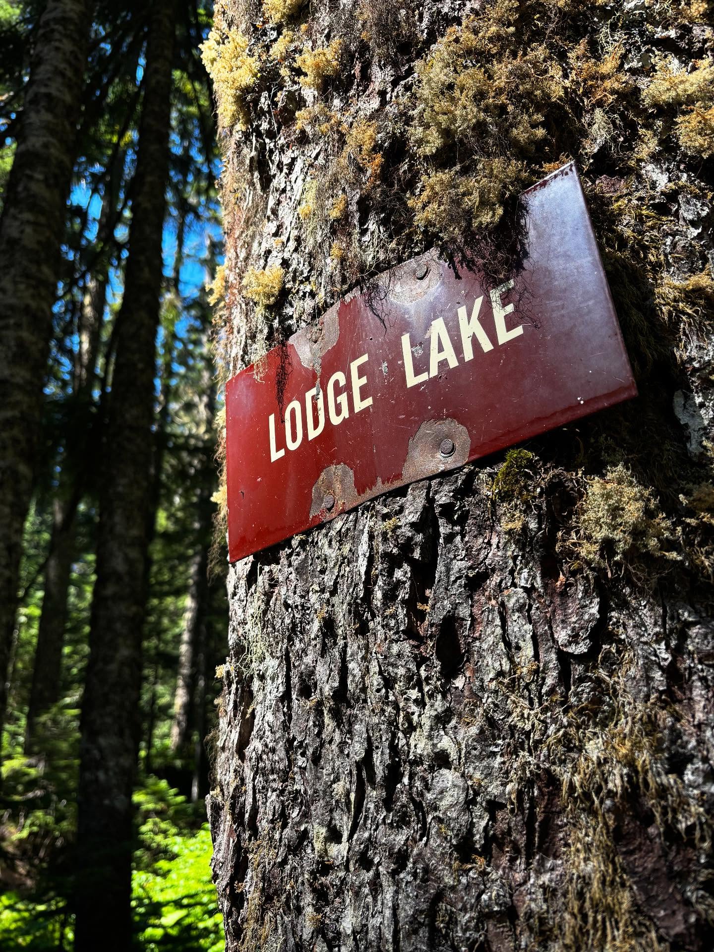 Experiencing nature is the reward 🌲
.
.
.
.
.
.
.
.
.
.
.
#nature #naturephotography #wa #pnw #mountains #hike #outdoors