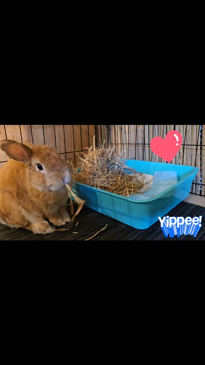 Huge welcome back to love Freddy. He is having a quick vacation at his favorite hotel, and off course, Freddy is enjoying our fresh and yummy Timothy hay!! You are just adorable 😍 ❤️ 💕 🐰🐇
#thecoolbunnysitters #rabbitsitting #petsitting #bunnylovers #bunnysitting #bunny #rabbit #petcare #petcareservices #rabbitsitting