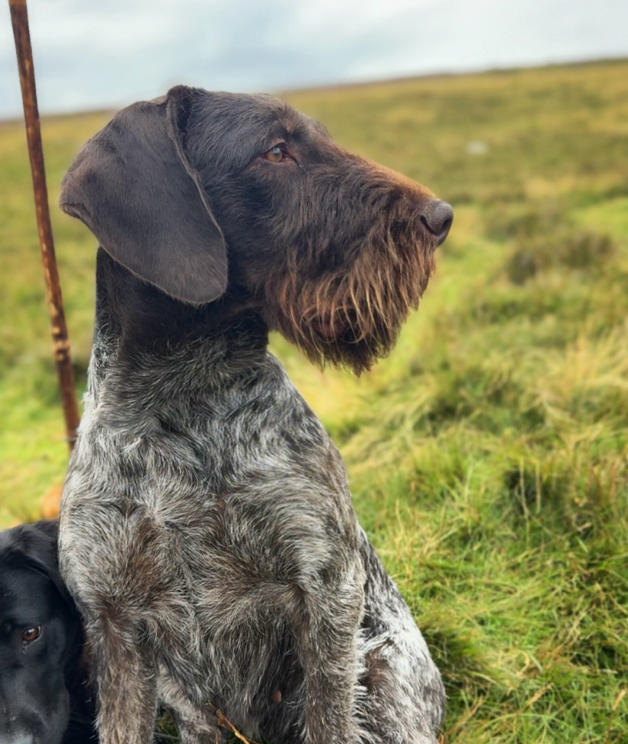 Wiremoor Graceful Grouse, Sika