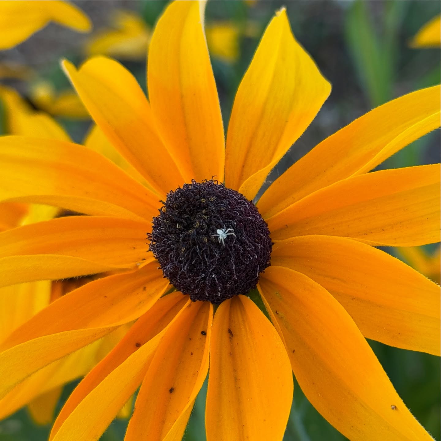 Quiet moments from this morning's check #flowerfarmer