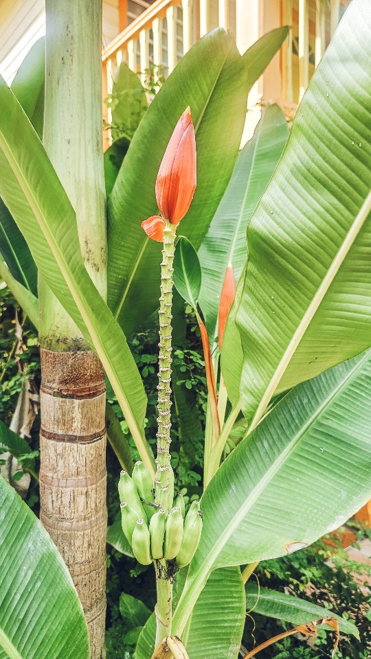 C'est finiiiiiiii !
Il y a une semaine tout pile, nous avons repris l'avion, après 4 semaines passées sur notre petite île de la Martinique🌴 Nous voulions couper, nous poser, nous reposer, profiter de la famille et des amis. Nous voulions du soleil, faire le plein de souvenirs et d'énergie... nous avons été gâtés☀️
.
La reprise est passée par là depuis🤪, mais avant que le rythme ne reprenne vraiment, je voulais vous partager quelques petits moments de notre séjour🌺🫶🏽
📸 : @peachgreenandterracotta
_
#holidays #westindies #martinique #chillvibes #plantes #tropicalplants #thissummer #plantpowered #summervibes #plantsmakepeoplehappy