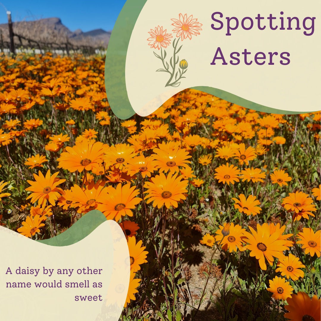 🌼 Asteraceae — the daisy family — is everywhere. 🌼
With over 32,000 species on every continent except Antarctica, they’re one of the largest plant families on Earth.
In South Africa, we have about 246 genera and ~2,300 species, from Nama-Karoo thistles to Fynbos daisies.
The trick to spotting them?
Look for a “flower” that’s really a head (capitulum) of many tiny florets, ringed by bracts (phyllaries). Add in fused anthers, an inferior ovary that makes a single-seeded cypsela, and often a fluffy pappus—and you’ve found an aster.
Once you know the signs, you’ll see them everywhere you walk.
Or, join us in September for our Spring time retreat, and you'll see them there!
19 - 21 Septemer 2025
Awaken in Asters
#Asteraceae #Wildflowers #SouthAfricanPlants #Fynbos