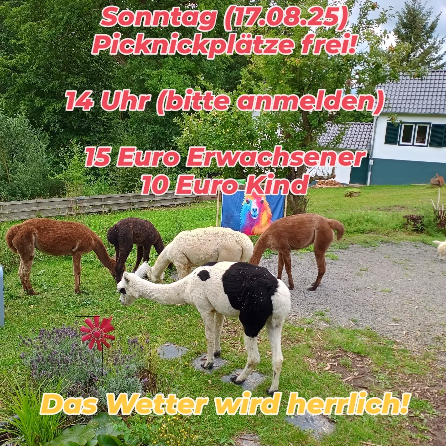 Es sind noch Plätze frei!! Picknickmöglichkeit am Sonntag (17.08.25) ab 14 Uhr. Bitte anmelden 😃.
Bad Münstereifel, keine Stunde von Köln oder Bonn 🦙👍🏼.
#obstwiesenalpakas #picknick #sonnenschein #alpakapicknick #badmünstereifel #entspannung #alpaka #bonn #köln #euskirchen #badmünstereifel #ahrtal #holzem #lethert #effelsberg #scheuerheck