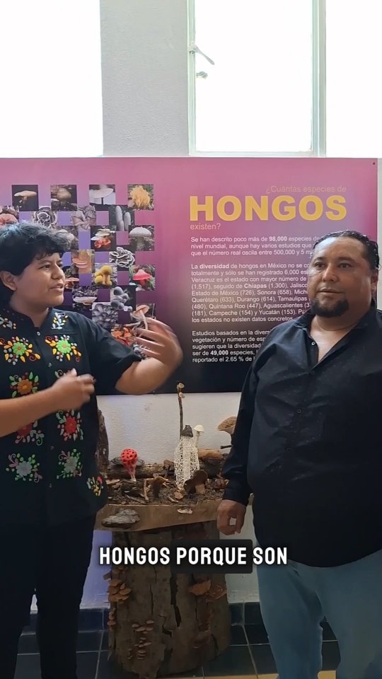 Tuve el gusto de asistir a la Expo Hongos en el Museo del Jardín Botanico Dr. Faustino Miranda en Tuxtla Gutiérrez
¿Sabías la importancia que tienen los hongos? 🍄
¡Aprendamos mas sobre ellos!
#educacionambiental #MedioAmbiente #biodiversidad #hongos