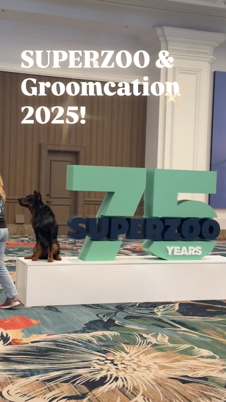 First SUPERZOO ✅
Resort Mansion Stay ✅
Continued Education ✅
What an amazing trip Viva and I had. So grateful to have meet so many new faces, and saying “Hi” to the familiar ones. It is always so refreshing to come back and feel ten times more inspired and knowledgeable after a trade show.
The conversation were amazing.
The products are mind blowing.
And the memories will last a lifetime.
Thank you to Groomcation for starting up a new destination, looking forward to the next one!
#groomcation #superzoo #petexpo #vegas