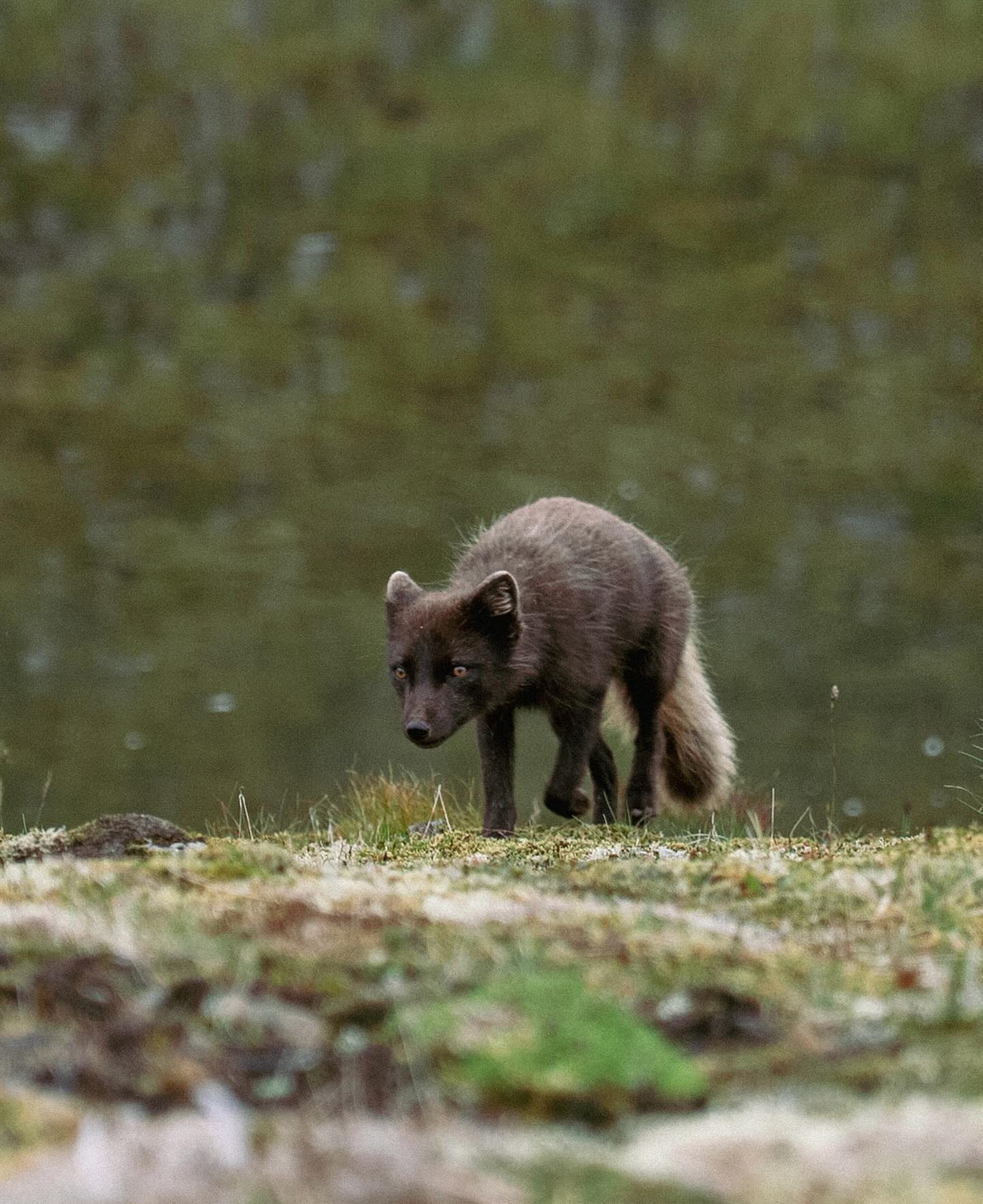 Hornstrandir 🇮🇸 one of the wildest places I’ve ever been! We spotted Arctic foxes and thousands of sea birds as we hiked along the giant cliffs. A real treat to witness this wilderness as part of @hornstrandirfilmfestival 🤩 so much more to come!