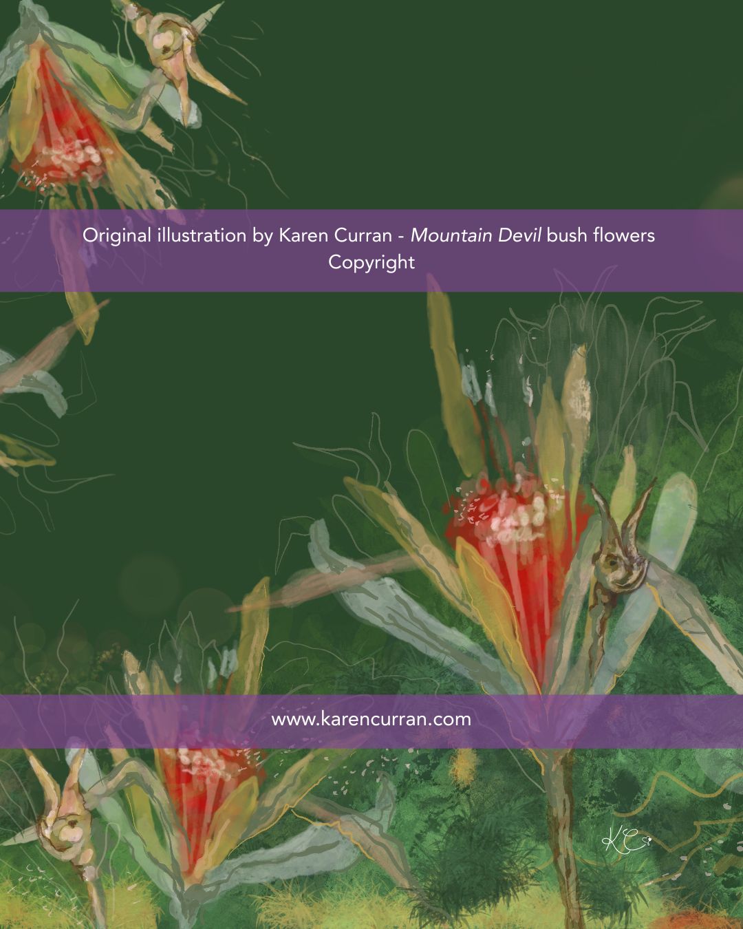 My illustration of Australian flower Mountain Devils cheekily gazing at us ... provoking curiosity.
I love using Australian Bush Flower Essences and I remember bushwalking in greater Sydney environs with my cousin's family so long ago - looking out to spy one of our own. My uncle Ross was an expert in bush regeneration as well as a prolific artist and teacher. His legacy continues to inspire. The Mountain Devil fascinates me - from the beautiful flower to the little 'devil' that remains. It has positive transformational meanings such as Unconditional love
Happiness
Healthy boundaries
Forgiveness.
Blessings.
Karen Curran
Artist/Storyteller/Creative Alchemist
www.karencurran.com
#illustrationbushflower #mountaindevilflower #healingwithfloweressences