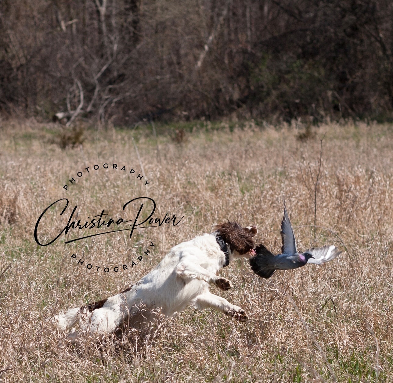 Your dog’s steady… now what?
That moment your dog finally gets it—the hup is clean, the flush doesn’t pull them forward, and they sit rock solid under pressure. You’ve trained for it. You’ve earned it.
But here’s the truth:
Steadiness is not permanent—it’s maintained.
Just like a muscle, it weakens without repetition. Without regular proofing, even the most disciplined dogs can start to creep, anticipate, or break. That’s why steady drills aren’t just for the young or green—they’re for every dog, every season.
🔥 Try these in your weekly rotation:
✔ Walk-up drills with delayed retrieves
✔ Non-retrieve setups (you go get it)
✔ Shot + flush with no send
✔ Simulate honoring another dog’s retrieve
✔ Mix the pattern—so your dog watches you, not the habit
These exercises build control, sharpen focus, and reinforce that you are the one who decides when it’s time to go. Not the shot. Not the flush. Not the bird.
Because a steady dog is a safe, reliable, and respected dog in the field or at a trial.
👉 Keep proofing it. Keep building it. Keep it sharp.
That’s how you develop a dog you can trust.
📣 Tag a training buddy who needs this reminder today.
Are you having trouble getting this done? No time? Harder than you thought?
Contact us and we can get you and your dog there..
🔗 www.spanieltraining.com
#FlushingDog #GunDogTraining #steadytotheflush #dogtrainingtips #dogtrainingtips #craneyhillkennel #toddagnewdogtrainer #ObedienceMatters #RelationshipBasedDogTraining #ProfessionalDogTraining #EnglishCockerSpaniel #EnglishSpringerSpaniel #BoykinSpaniel