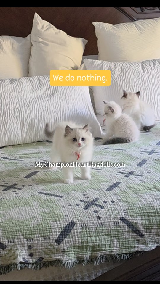 🚫No longer Available 🚫
This is my litter from May 30th 2025 named after the Netflix series The Sandman. 3 blue bicolor boys & 3 seal bicolor females, NO Lynx.
Parents:
MyChampionHeart Dumpling
CH. Diamonddolls Alexander
Located: Southern California
Step One to adopting: Fill out pre-application questionnaire and email to MyChampionHeartRagdolls@gmail.com
Step two join litter waitlist.
I’m a small Ragdoll breeder in Southern California. If you’re interested in a kitten, please email me your Pre-Application Questionnaire (only send one per family). Families pick in the order they joined waitlist, and my waitlist is only for the litter itself, never for future kittens - so it’s never a long wait. Once kittens are evaluated for personality traits & uniqueness, those on the waitlist move to the next step, officially reserving a kitten. Kittens go home after spay and neuter surgery, approximately at sixteen weeks old.
Working on posting videos of the boys next. Follow to stay in the loop. Share to friends to help these precious furballs find their "meant to be" FORVER families.
🪷📧EMAIL BEFORE TEXTING📧🪷
Website: MyChampionHeartRagdolls.com (Only website I have)
#布娃娃猫 #mychampionheartragdolls #mychampionheart #thesandmankittens #ticaragdollkittens #ticaragdollbreeder #cfaragdollkittens #cfaragdollbreeder