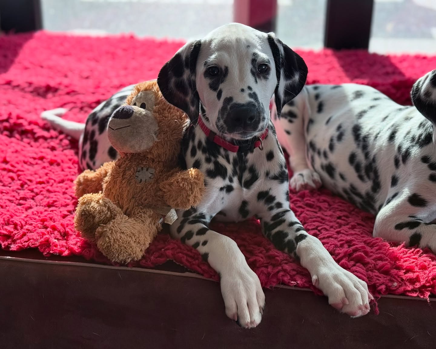 De vierde pup is ook alweer uitgevlogen!
Cosmic Aurora My Spotted Heart Dream aka Beau😍 is vandaag ook verhuisd
#meteenlacheneentraan #kleinepupswordengroot