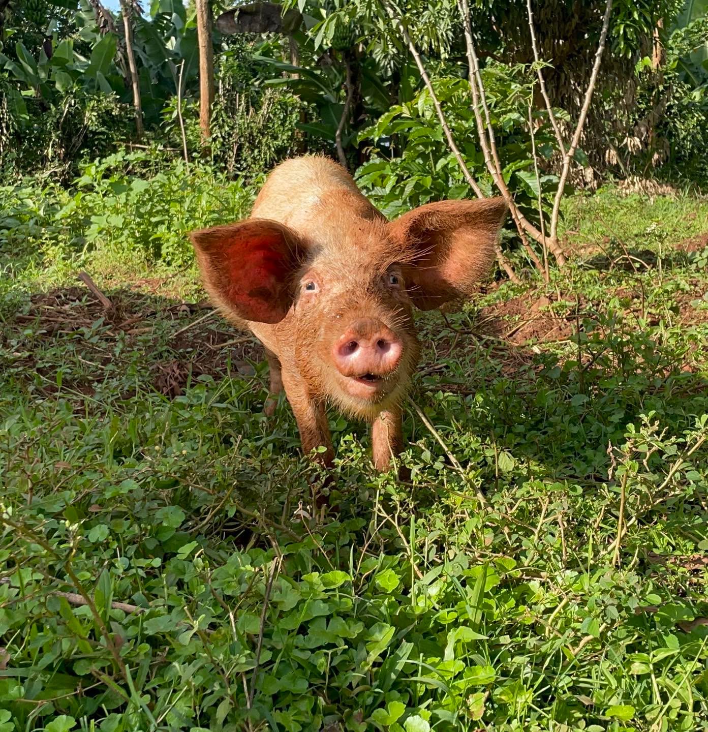 Making friends in unexpected places 🐷💛 . This little pig made us laugh as we visited village homes. #LiftingLivesAdventures #KenyaLife