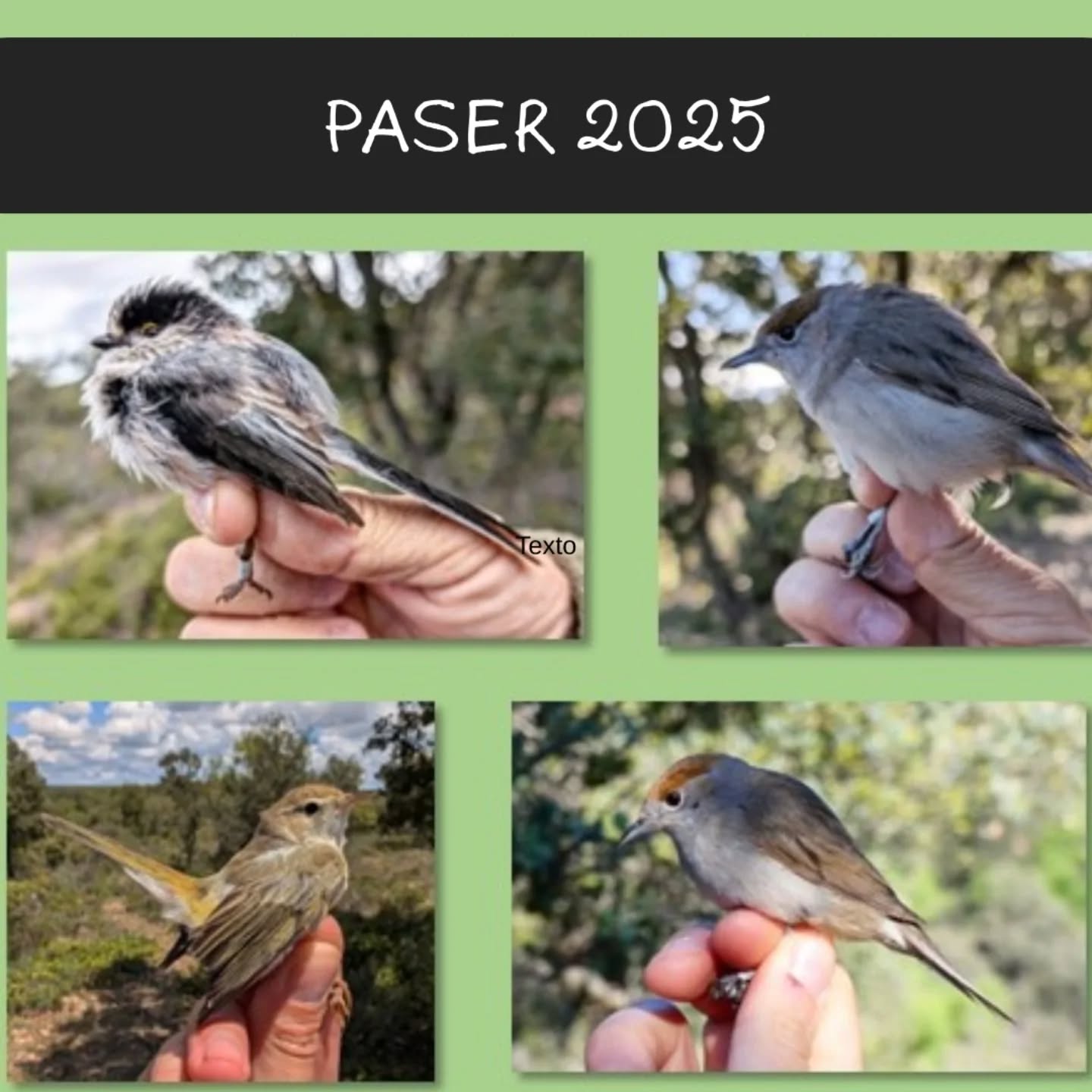 📢 Finalizamos un año más el programa Paser 🐦. Te lo contamos todo en el siguiente enlace: https://grupoaegithalos.blogspot.com/2025/08/finalizo-la-campana-paser-2025.html
🖥️ Recuerda que puedes mantenerte informado de las novedades de la asociación a través de su página web (https://asociacionaegithalos.wixsite.com/aegithalos).
#paser #asociaciónaegithalos #conservacióndelanaturaleza #avesdeguadalajara #anillamientocientíficodeaves