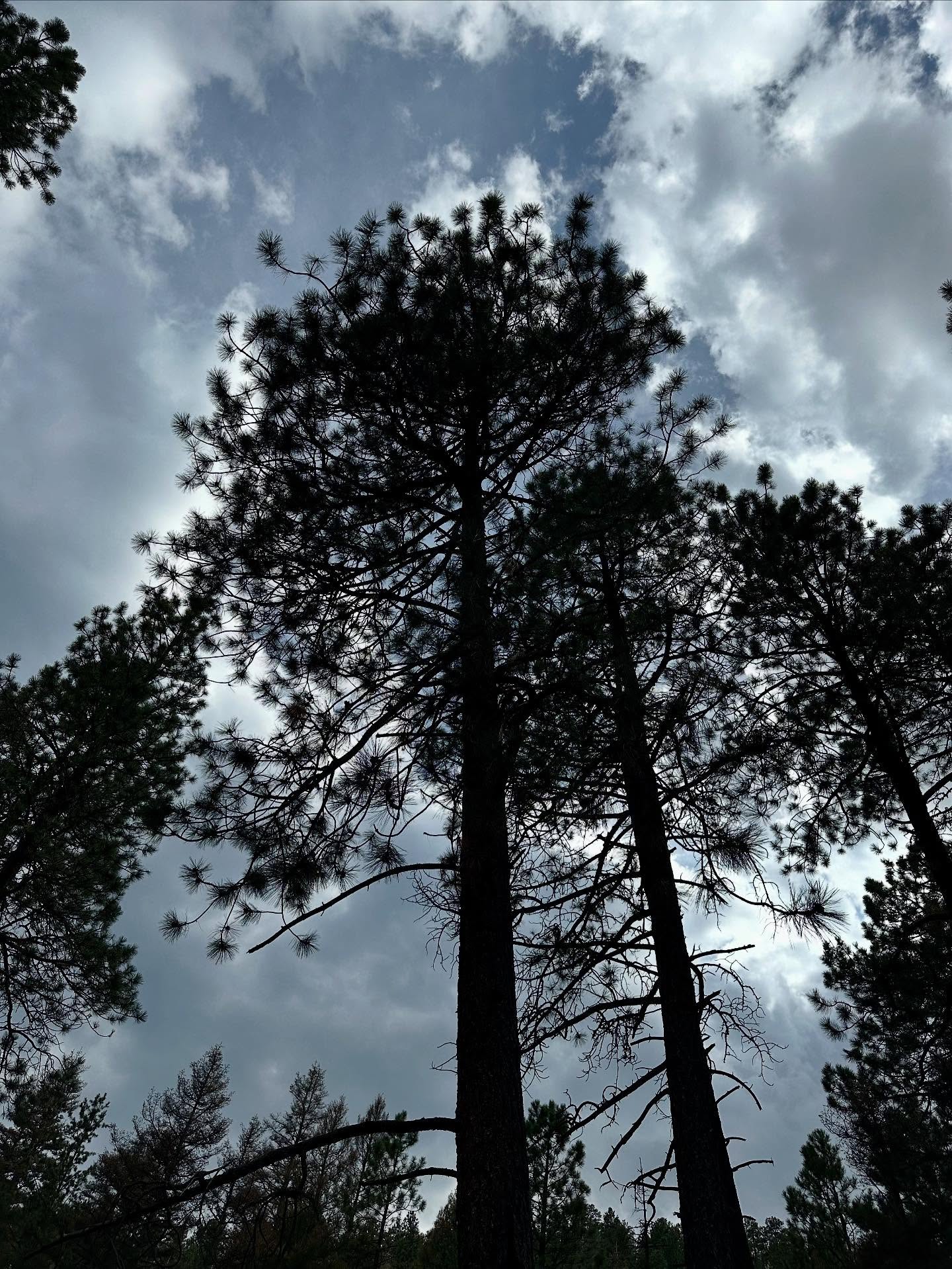 Too often we chase a to-do list instead of a fulfilling life.
Most of us wake up every day with a never-ending to-do list. Meetings, deadlines, errands, bills. We check things off, only to add more back on.
As an HR professional, I see it all the timeāpeople working long hours just to pay for things they donāt truly need, feeling stuck in jobs that donāt match the life they want.
They pride themselves with being so busy. They put work first instead of their family and health.
What for?
Hereās are some tips:
āļø Choose work that aligns with your values and lifestyle.
āļø Spend less so you donāt have to work only to fund āstuff.ā
āļø Build a life of purpose, not just a paycheck.
Fulfillment isnāt found in busynessāitās found in balance, freedom, and intention.
But hereās the hard truth: chasing tasks doesnāt always equal chasing a fulfilling life.
Be intentional with your choicesāespecially the work we do.
One Life. Your Life. āļø
š” If you or your organization need HR support to build healthier workplaces, visit www.hr911.org
š£ Contact me for customized leadership training or motivational speaking events.
šļø For more insights, listen to The HR Minister podcast found on all podcast apps.
š² The forest makes no demands. It simply grows where it is planted. Maybe fulfillment is the same ā choosing wisely where we root ourselves.
šæ They are like trees planted by streams of water, which yield their fruit in its season, and their leaves do not wither. In all that they do, they prosper.ā Psalm 1:3