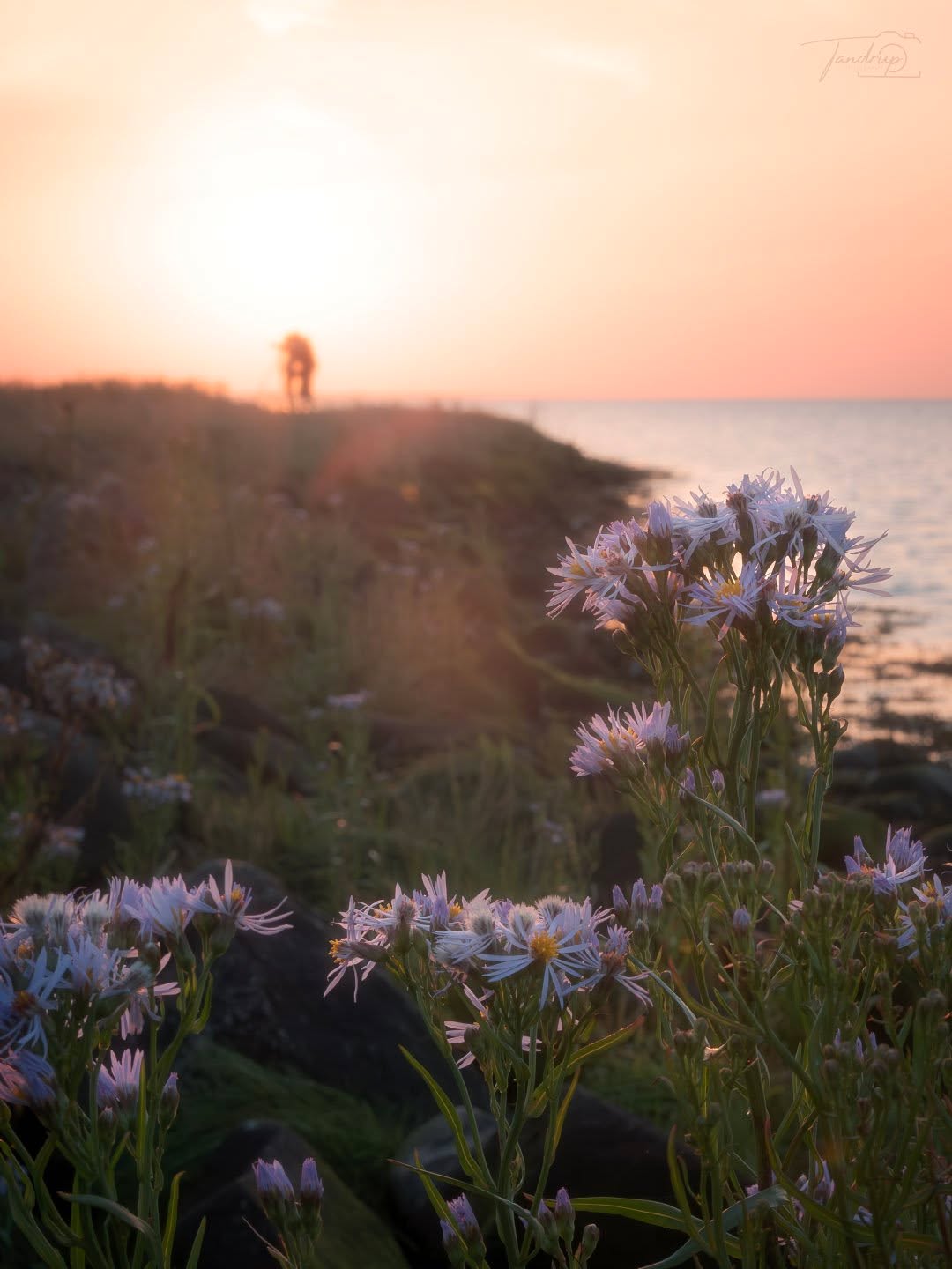Vidåsluesen, Vadehavet.
Fujifilm - Eterna / Cinema 😊
-
-
-
#seascape_lovers #micheltandrup #naturelovers #vadehavskysten #coastalsunset #snapp_august25 #oceanview #landscape_captures #tandrup_photography #wildnature #tv2vejret #nationalparkvadehavet #nordiclandscape #naturområder #sunsetdreams #total_denmark #danmarksnatur #dmiredaktion #nordicphotography #coastalflowers #fujifilmnordic