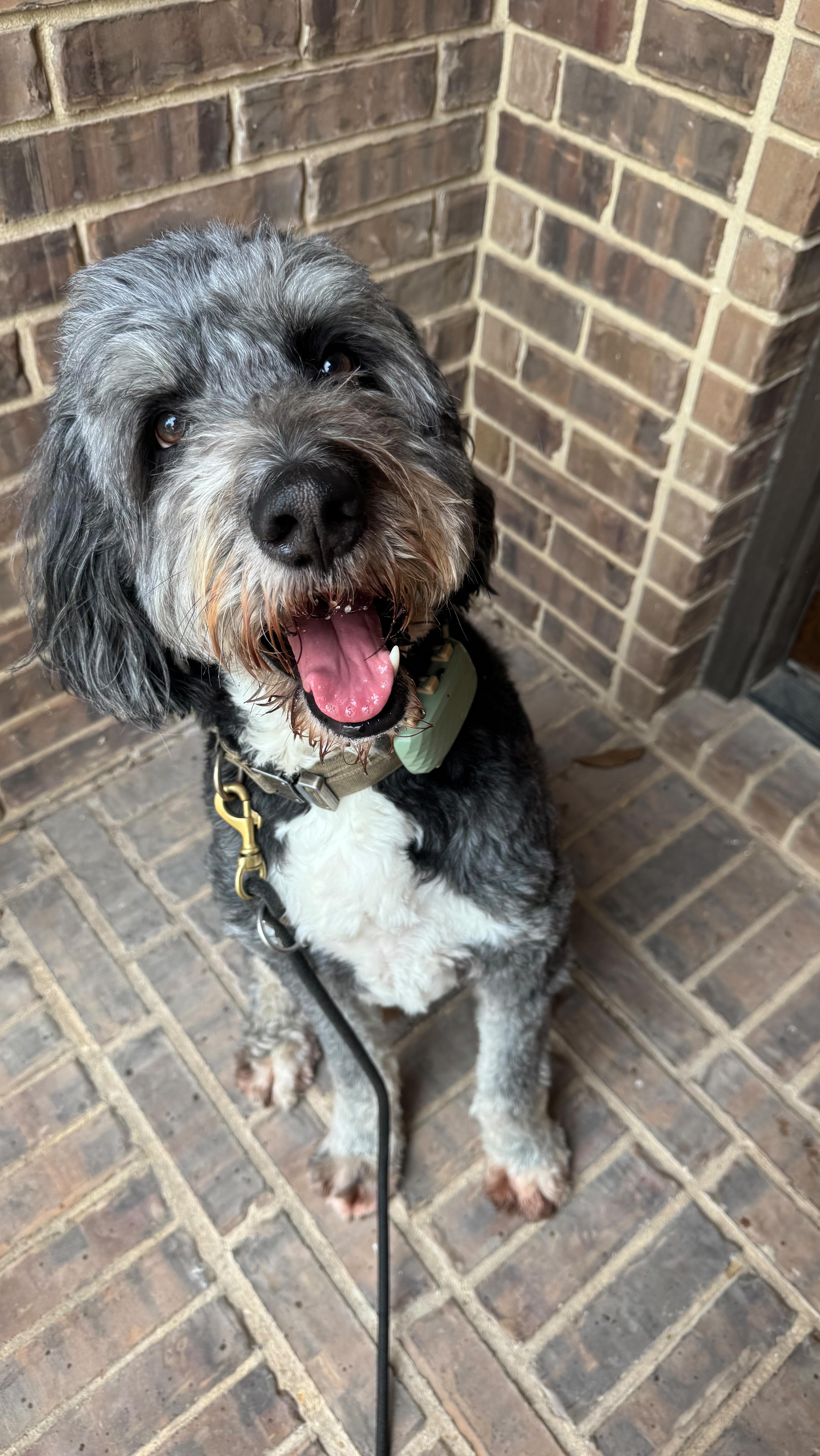 Dogs live for this. 🫶🏻
Atticus isn’t patient but he’ll sit and wait as long as it takes for the highlight of his day. ☀️
Link in bio.
#boerne #petsitting #doglover #goldendoodle