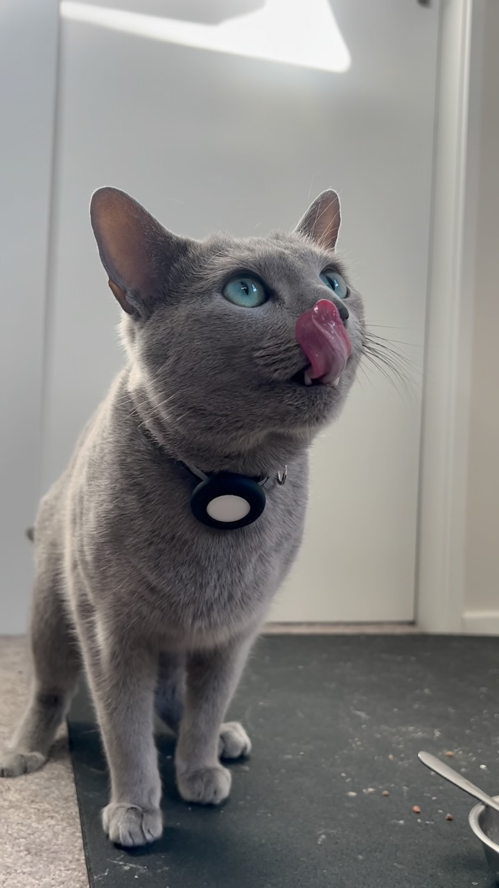 How I really look 👀 while chowing down my treats chin deep 😂 #whiskas
#besttreatment #loveme #mybesties #newzealandpets #australia #aussiepets #petsofinstagram #petsoftheday #ig #igers