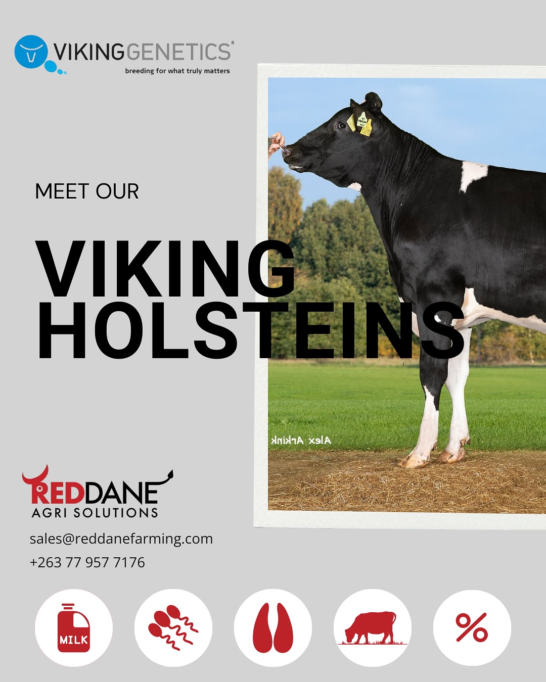 Bred to be healthy, more efficient and more enjoyable to farm, Viking Holsteins are resilient, high-producing cows ideal for the Zimbabwean environment.
Enquire now via +263779577176 or sales@reddanefarming.com or visit us at our Mt Hampden branch at 17.5km Peg Lonagundi Road.
#breedingforwhattrulymatters #vikinggenetics #holstein #dairy #dairysemen #holsteinsemen #sexedsemen #conventionalsemen #dairysemenzimbabwe #zimbabwedairy #health #milk #solids #hooves #fertility #grazing #resilientcows #wearelivestock
*Bulls listed are available at time of posting. Availability and price subject to change. Equal genetic results can not he guaranteed for all customers and will depend on farm conditions and current herd traits and genetics.