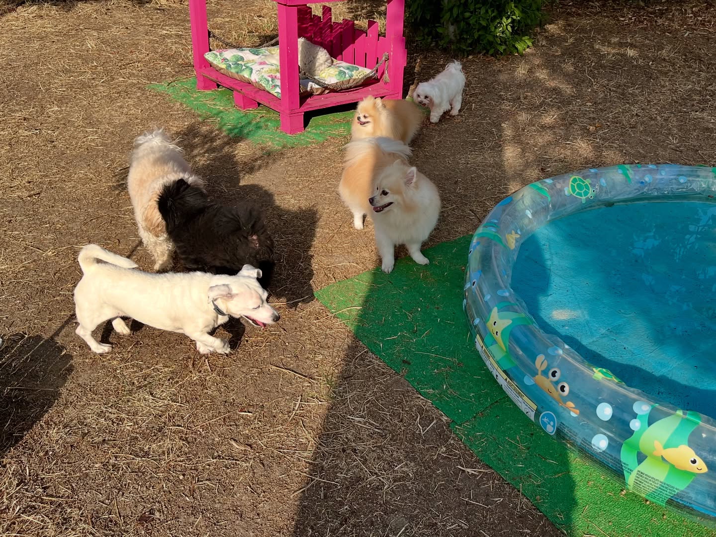 #cuidadoresdeperros #madrid #mascotas #españa #igersmadrid #perros #dogs #dogsofinstagram #perrospequeños #dogslife #dogfriend #fotosdeperros #comoencasa #vacaciones #doglover #pomeranian #chihuahua #caniche #bichón #bichonmaltes #shitzu #shitzulovers #pomerania #pomeraniaespaña #verano #verano2025 #summer