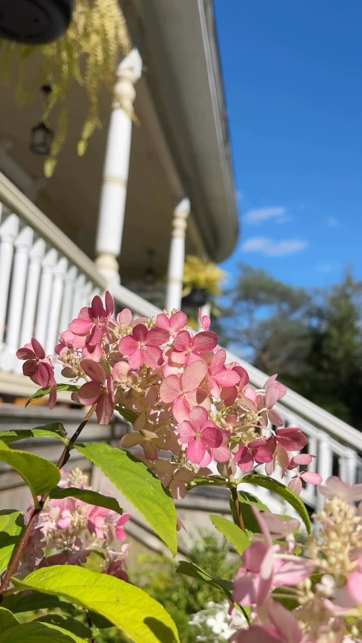 Summer isn’t over yet! 🌳🏊♂️🌿
.
.
.
#summer #swimming #pool #hottub #trees #garden #historic #house #victorian #deck #chickens #canada #novascotia #canada #stay