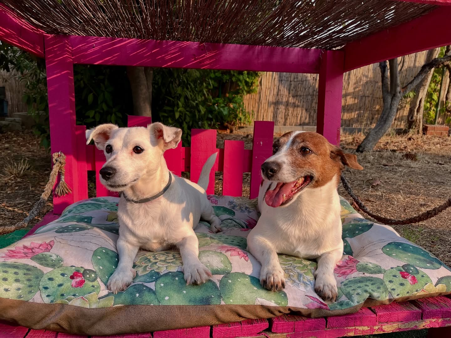 #cuidadoresdeperros #madrid #mascotas #españa #igersmadrid #perros #dogs #dogsofinstagram #perrospequeños #dogslife #dogfriend #fotosdeperros #comoencasa #vacaciones #doglover #pomeranian #chihuahua #caniche #bichón #bichonmaltes #shitzu #shitzulovers #pomerania #pomeraniaespaña #verano #verano2025 #summer